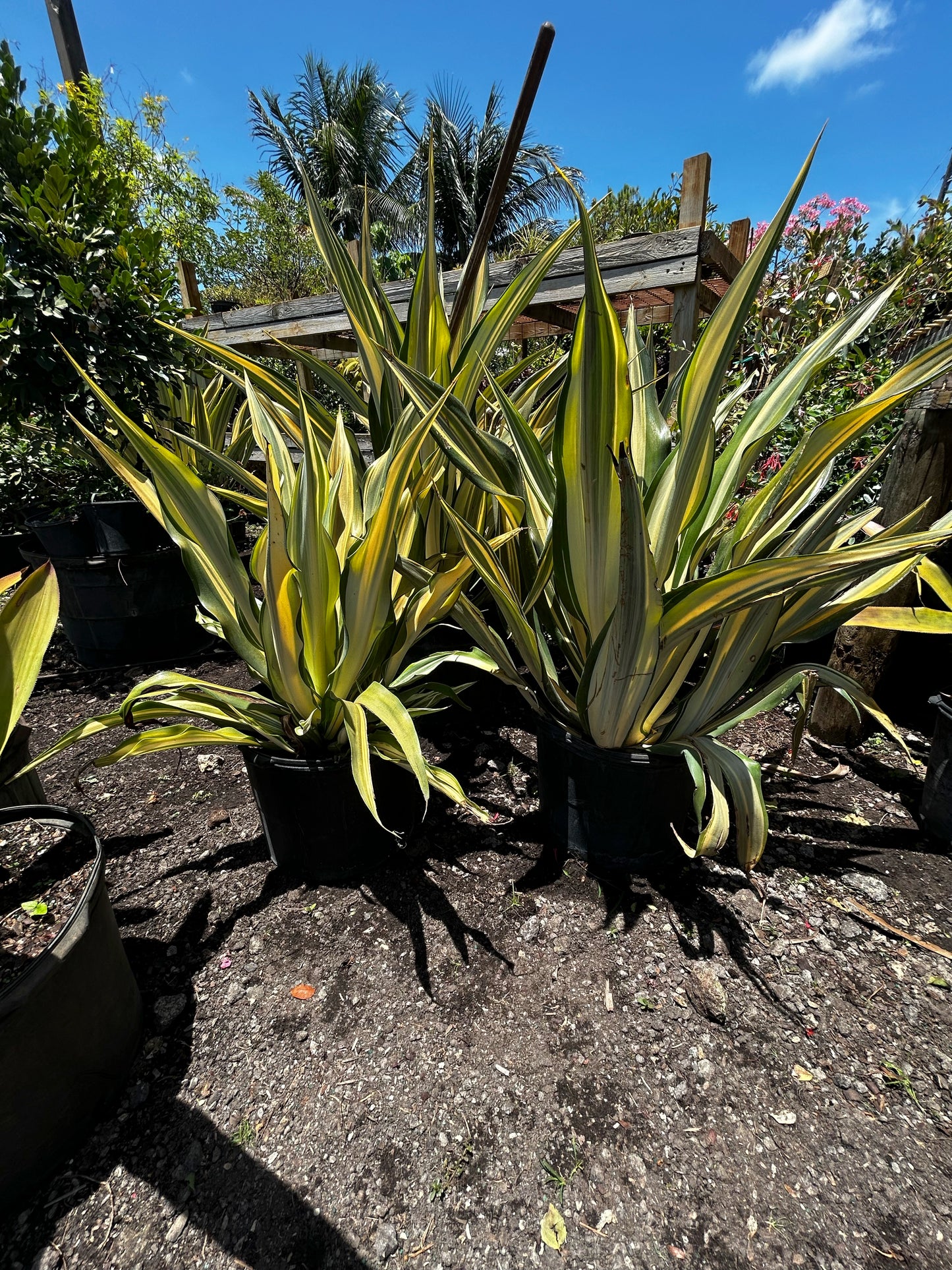 False Agave