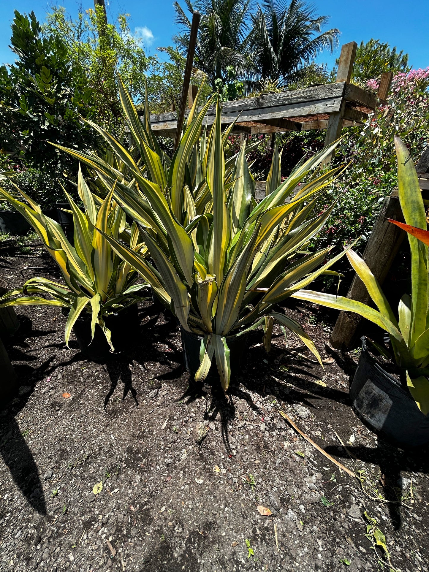 False Agave