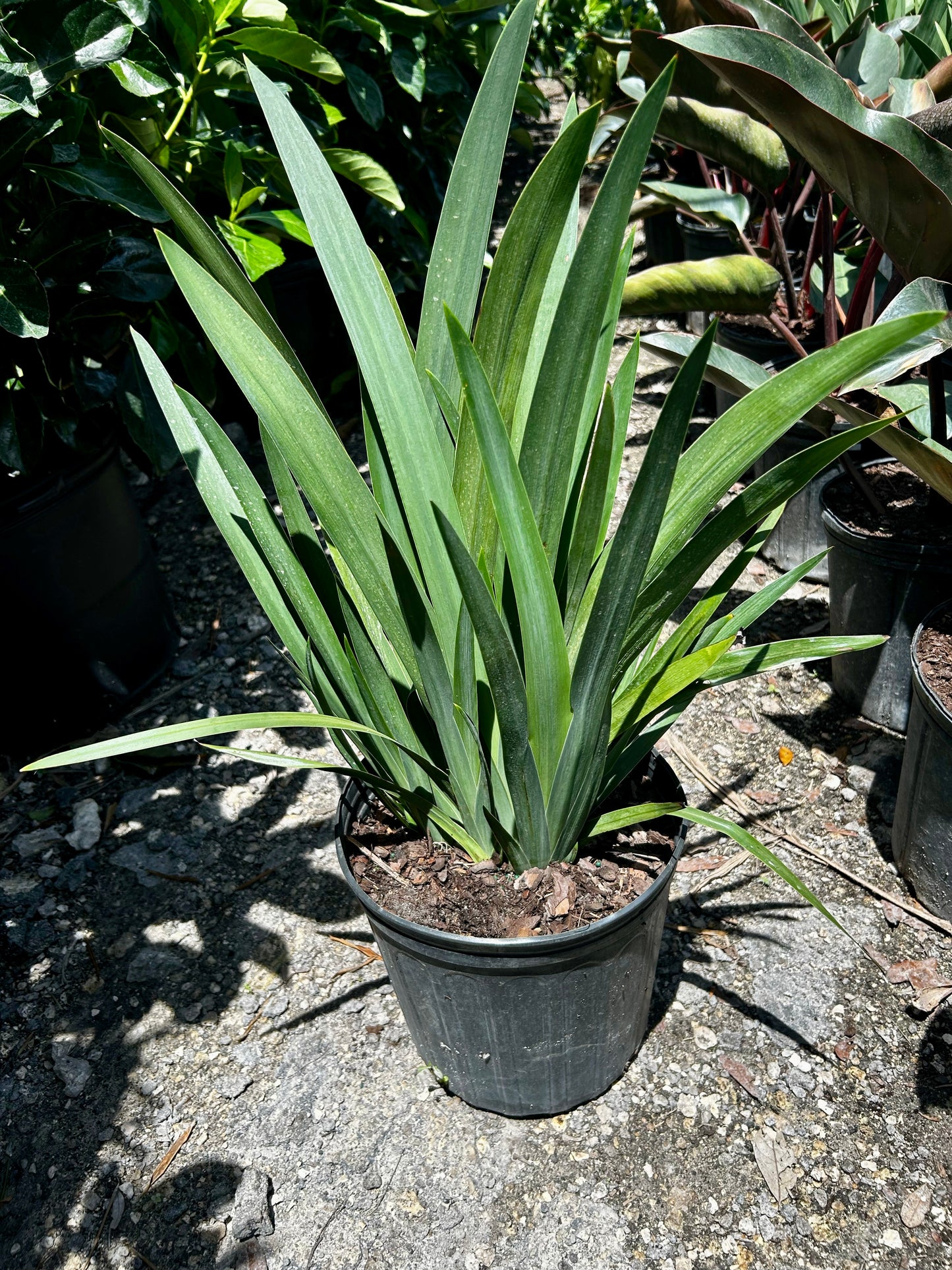 Apostle Iris