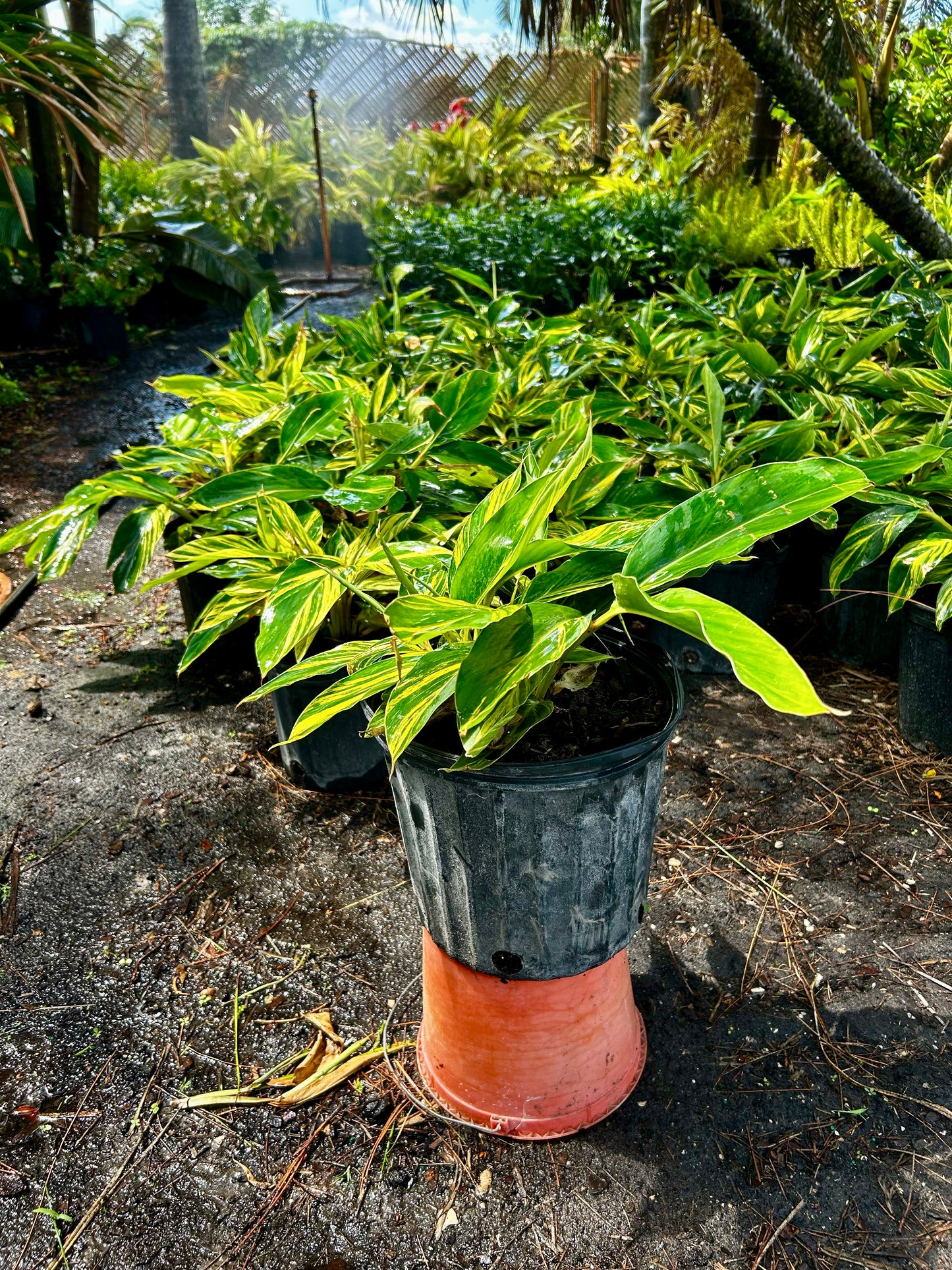 Ginger Variegated