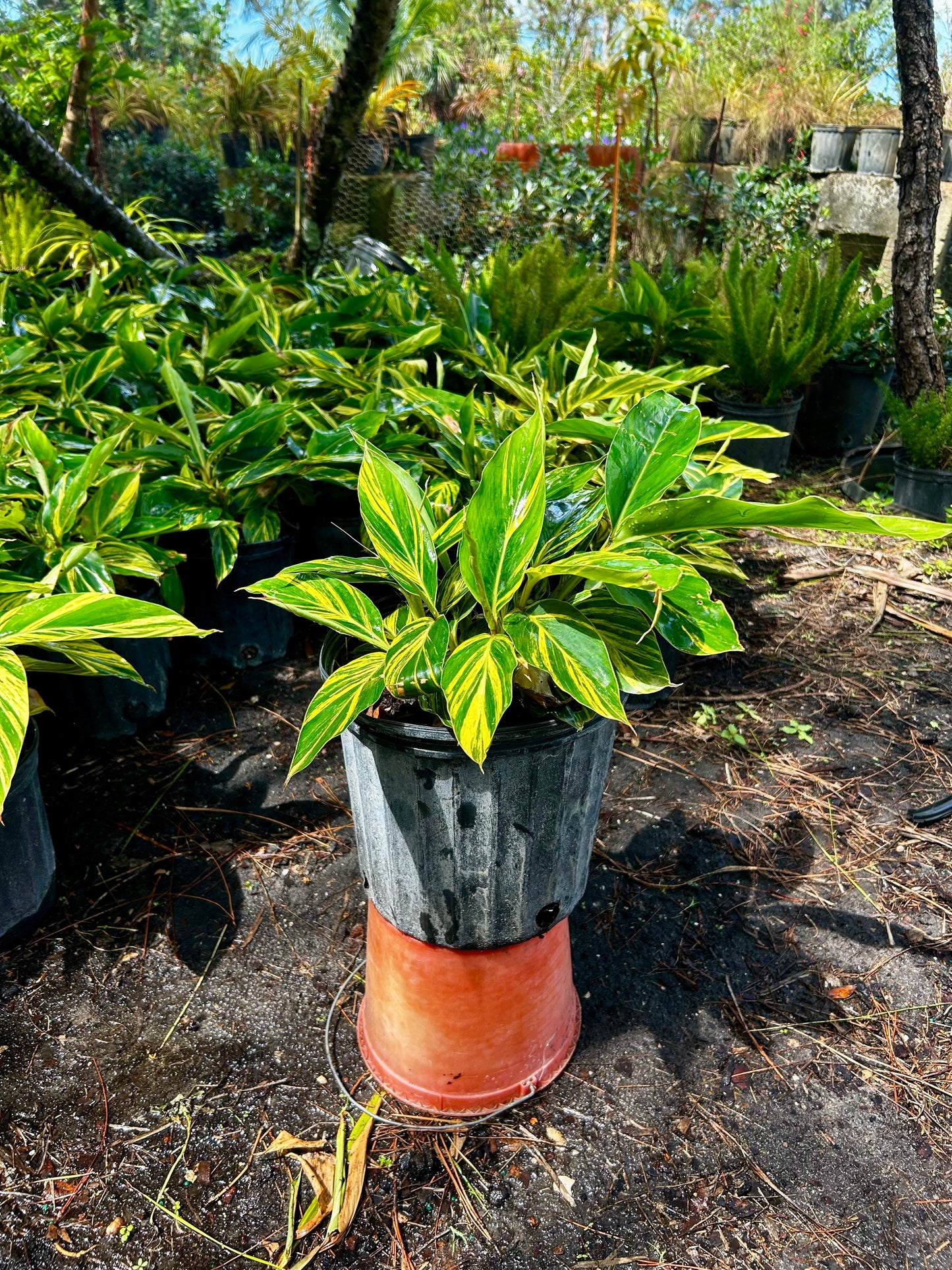 Ginger Variegated
