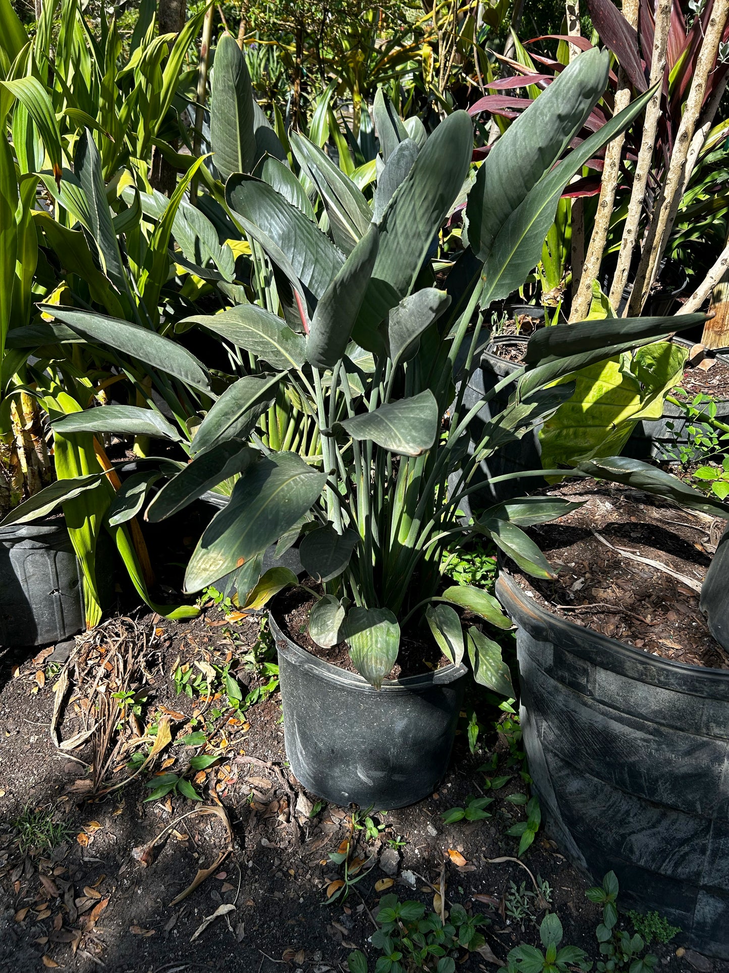 Orange Bird of Paradise