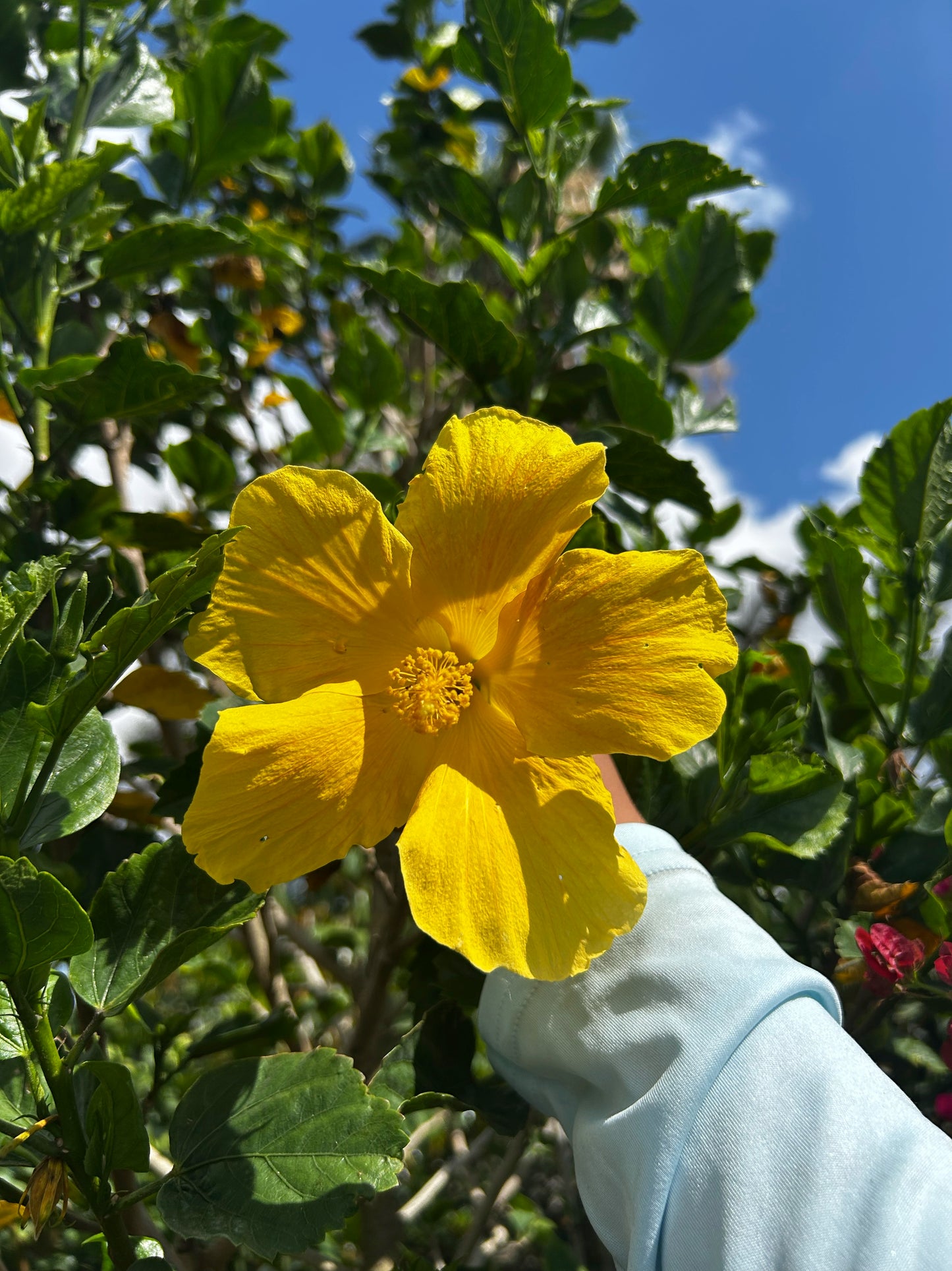 Hibiscus Tree