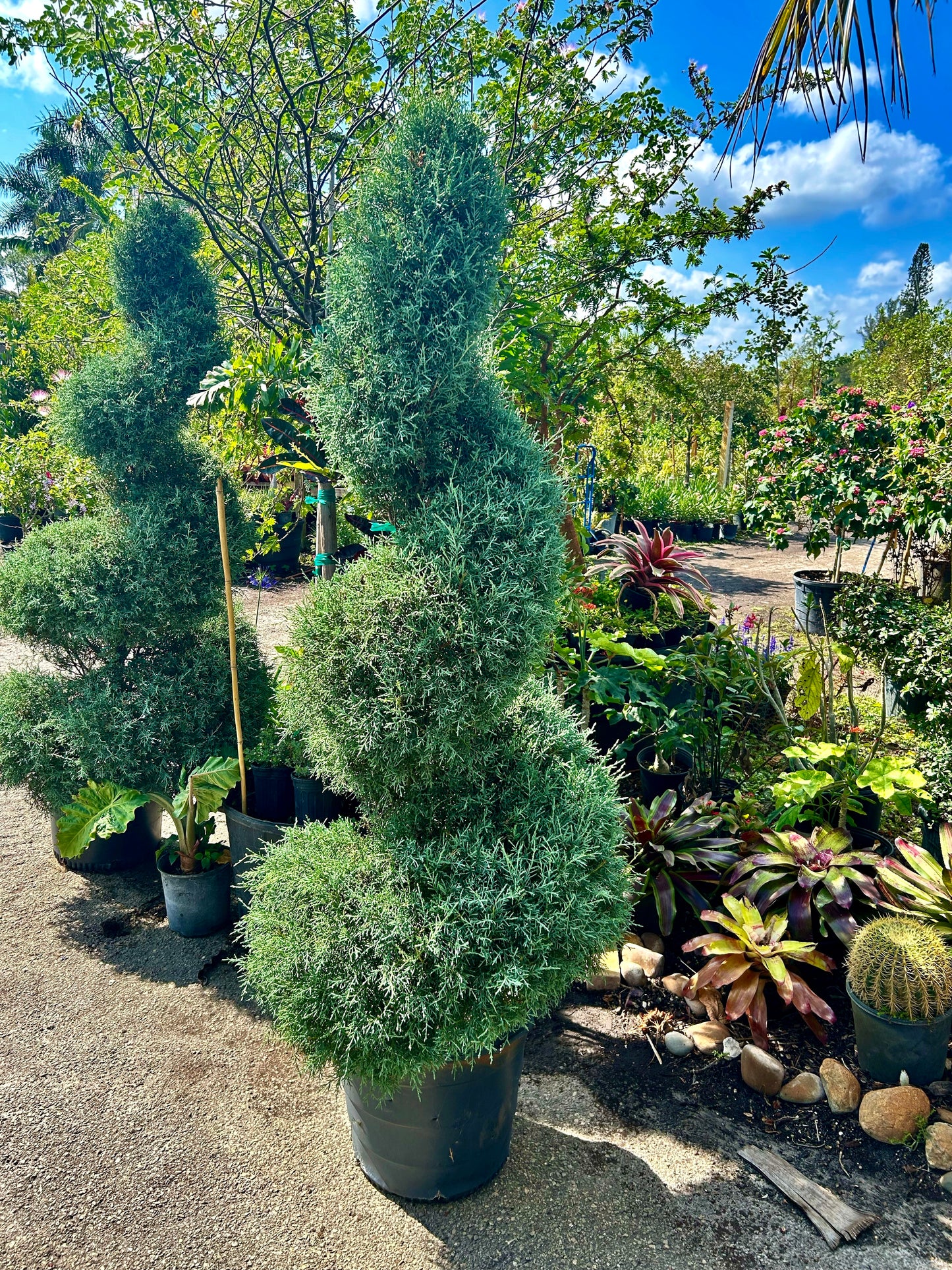 Spiral Carolina Sapphire Cypress