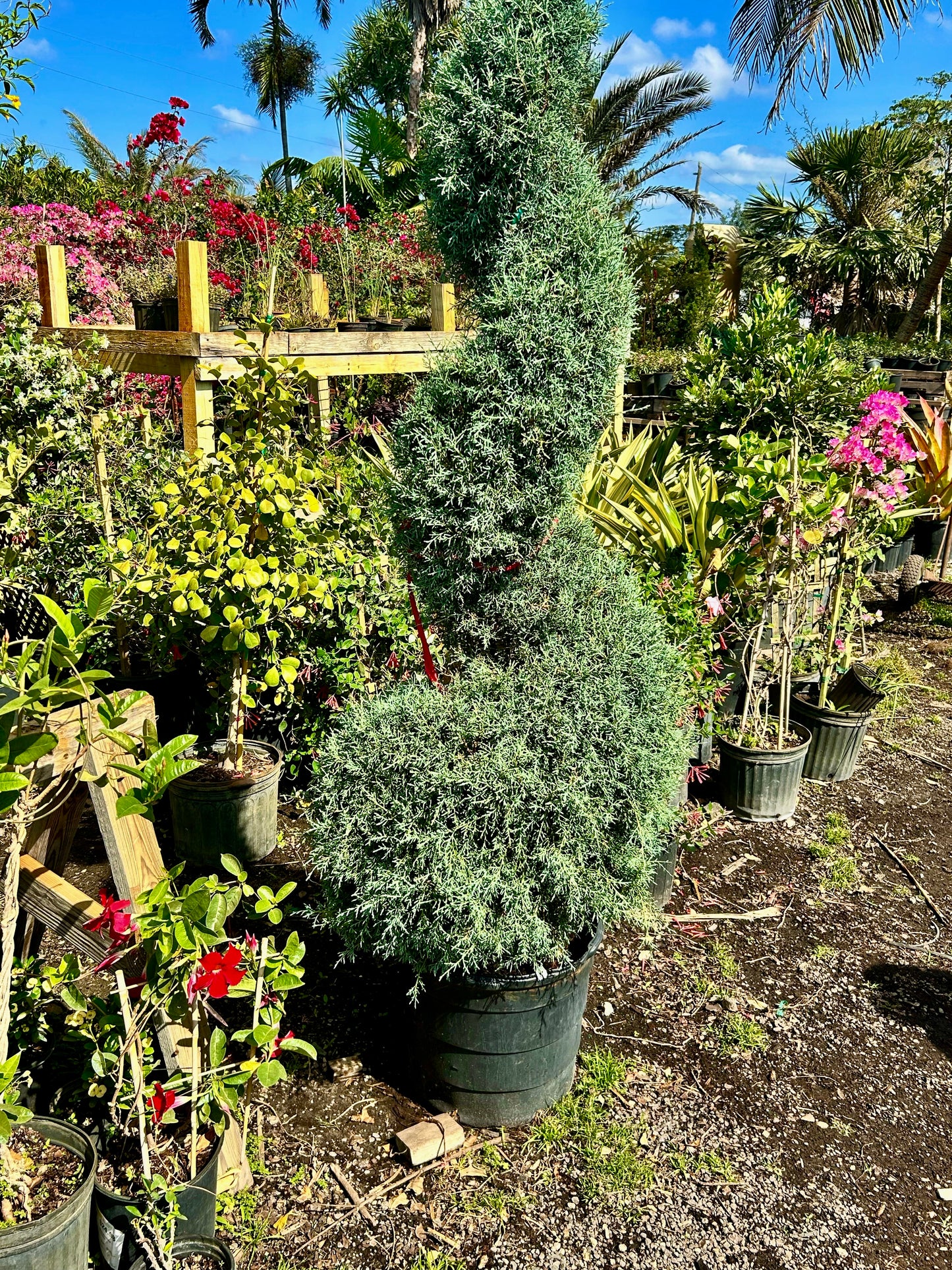 Spiral Carolina Sapphire Cypress