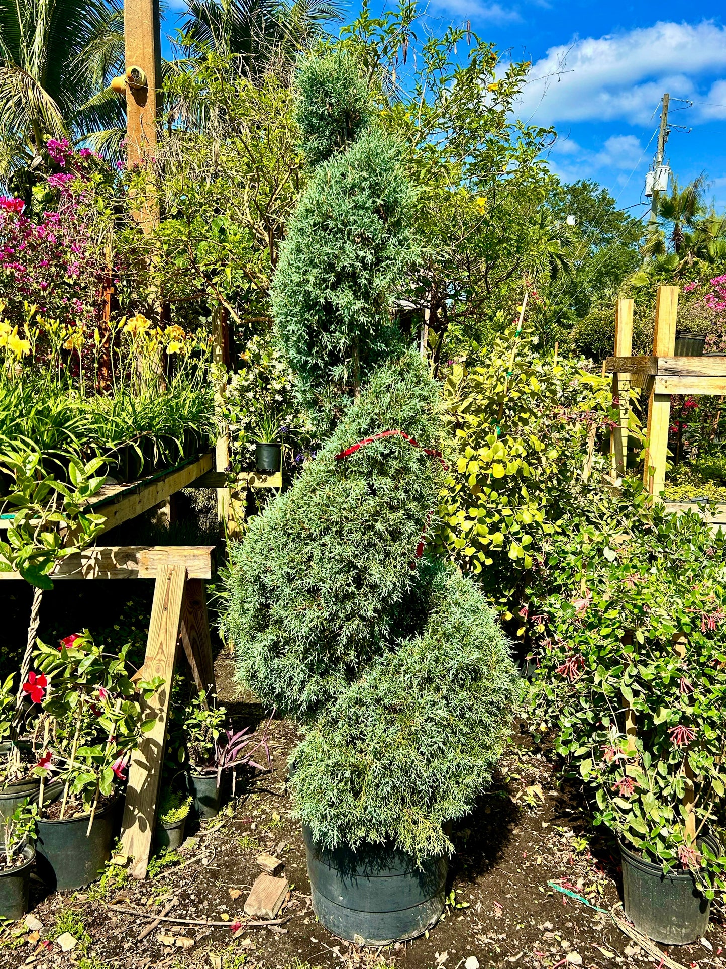 Spiral Carolina Sapphire Cypress