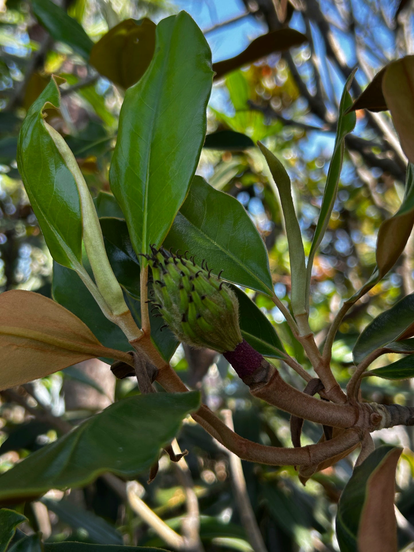 Southern Magnolia