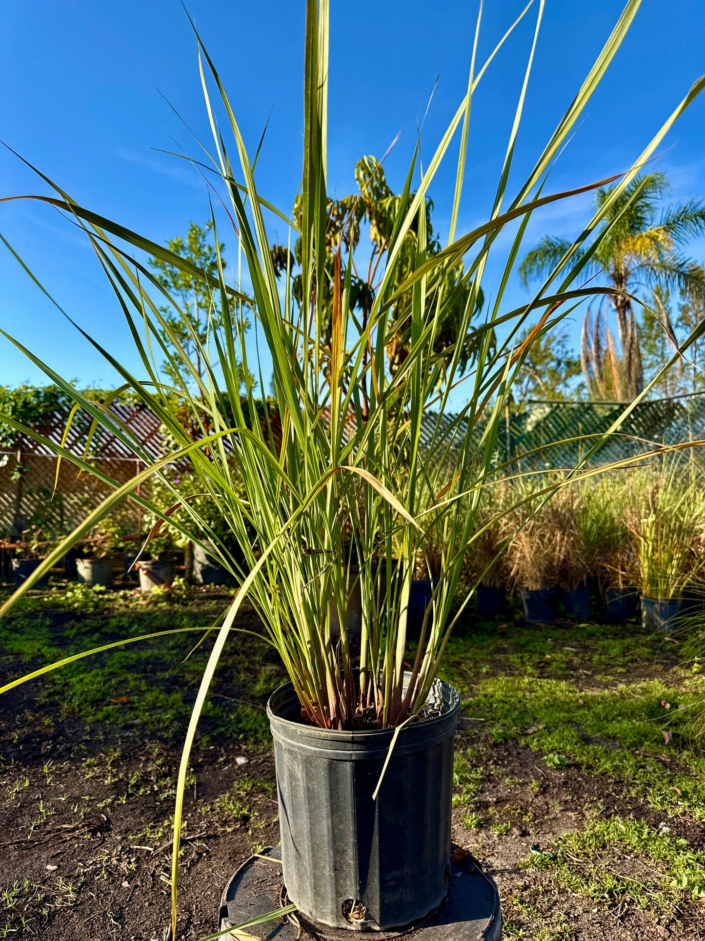 Fakahatchee Grass
