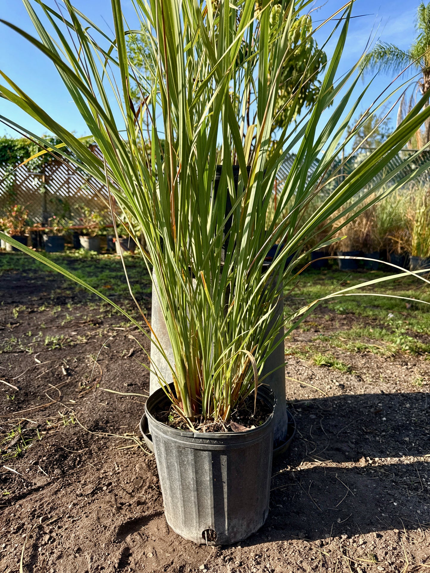 Fakahatchee Grass