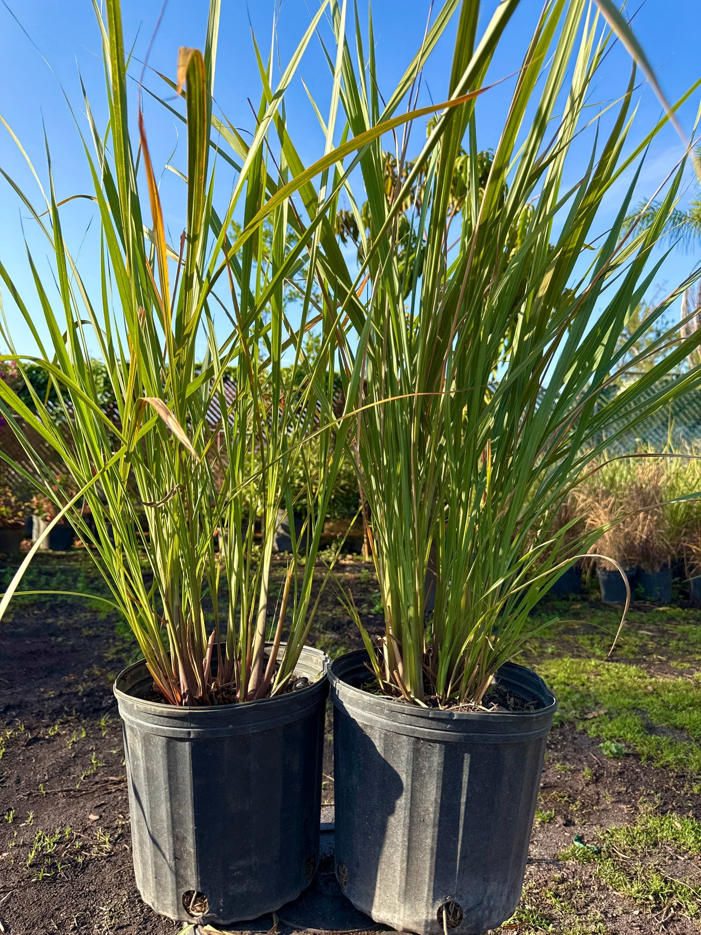 Fakahatchee Grass
