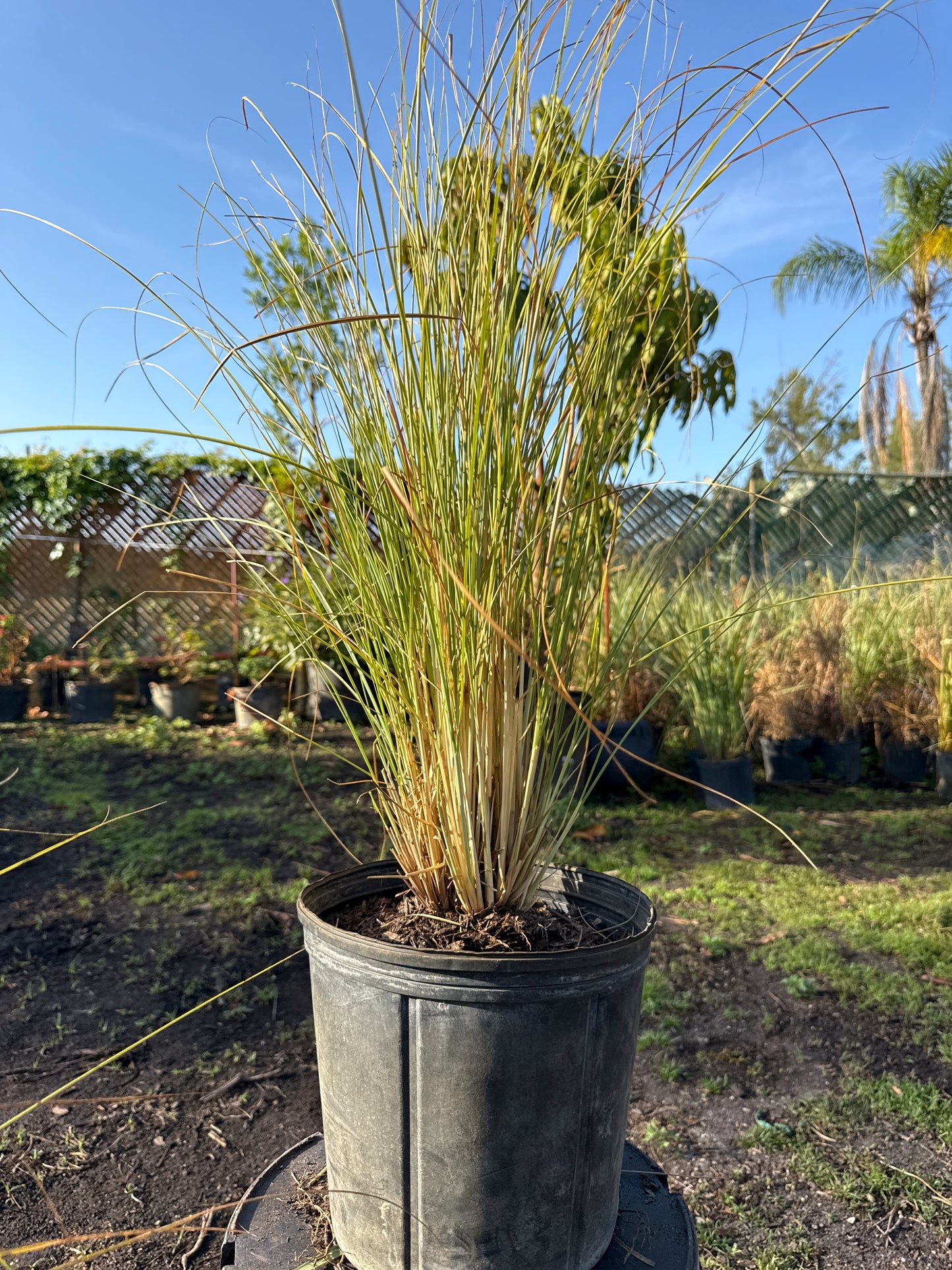 Fountain Grass