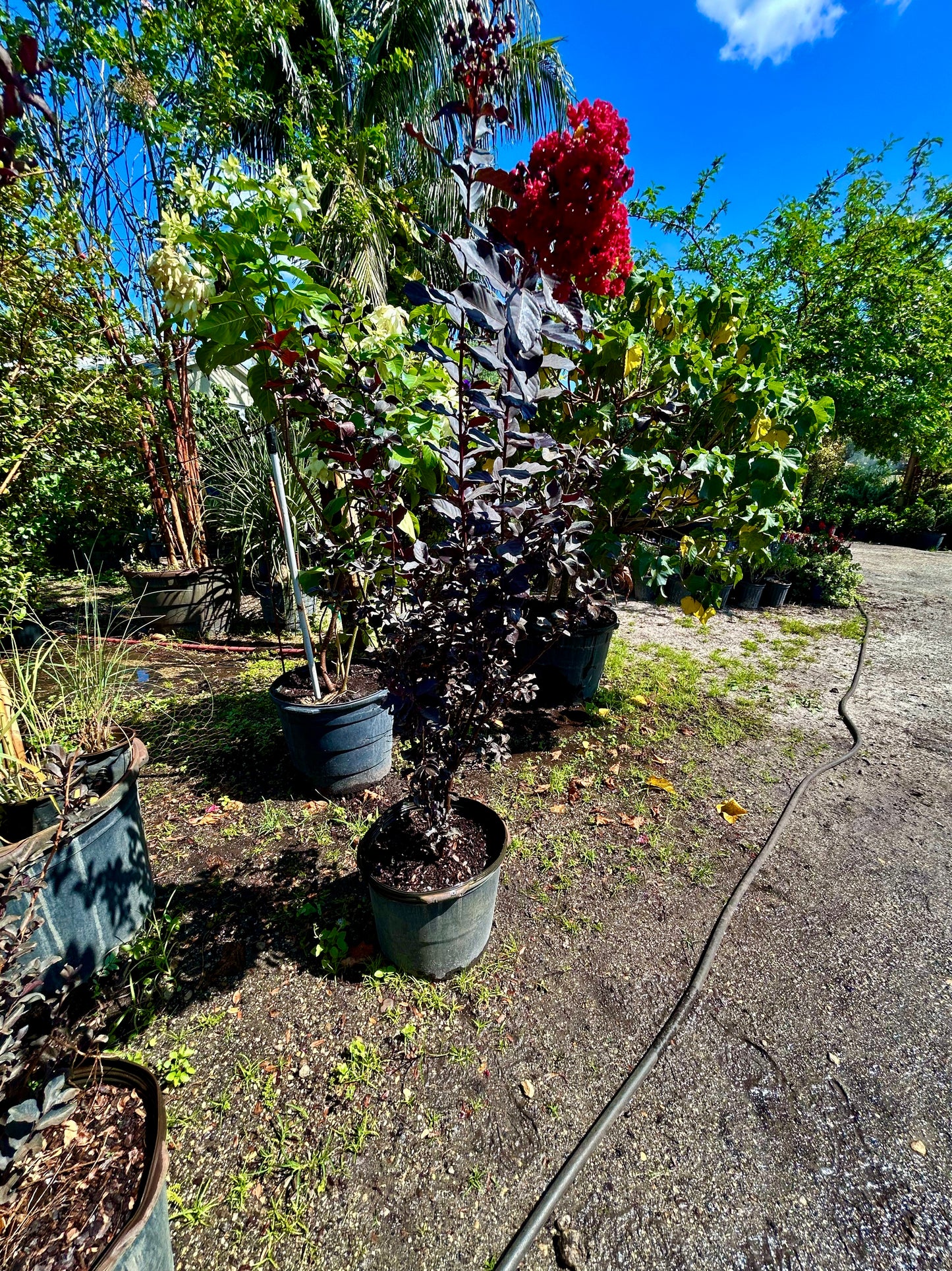 Black Diamond Crape Myrtle – ‘Crimson Red’