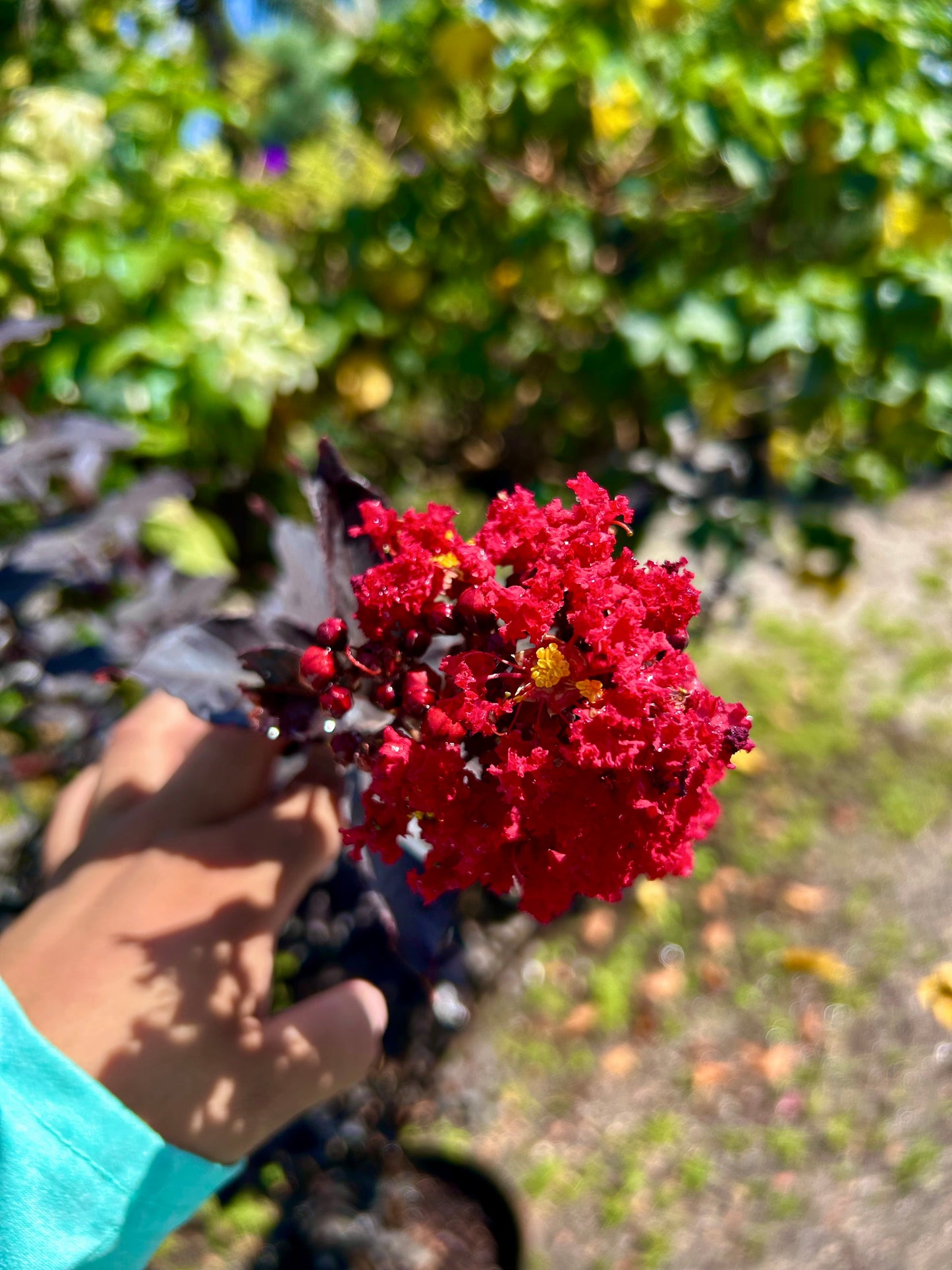 Black Diamond Crape Myrtle – ‘Crimson Red’