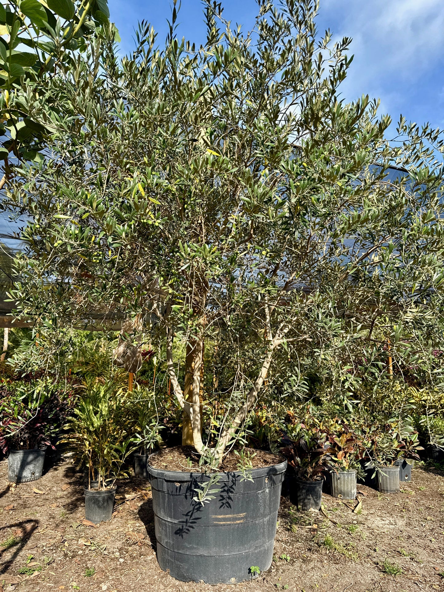 Olive Tree