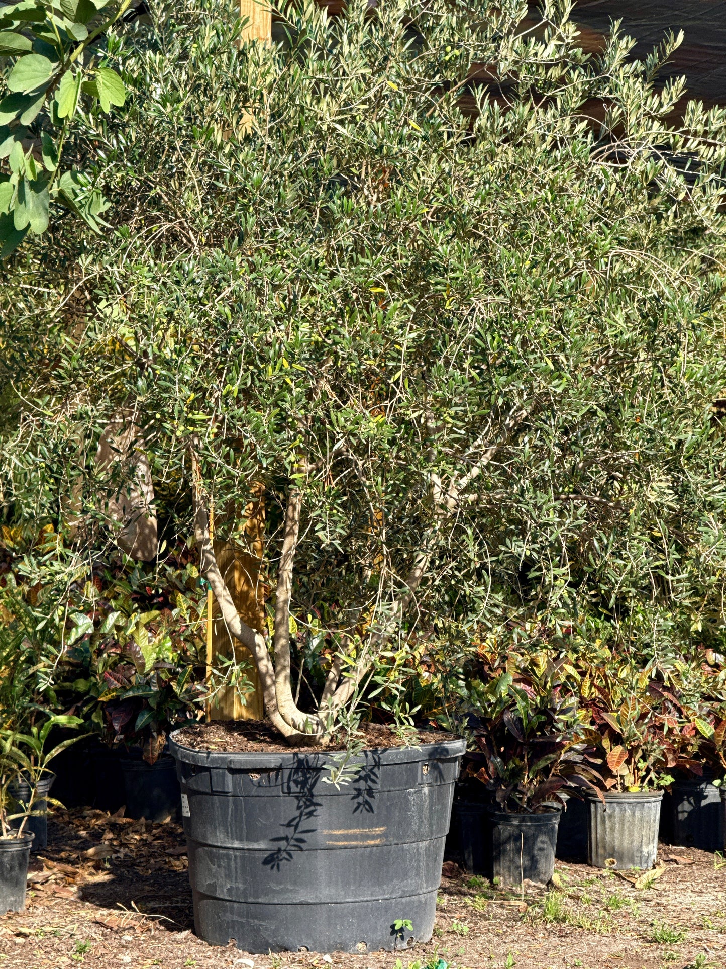 Olive Tree