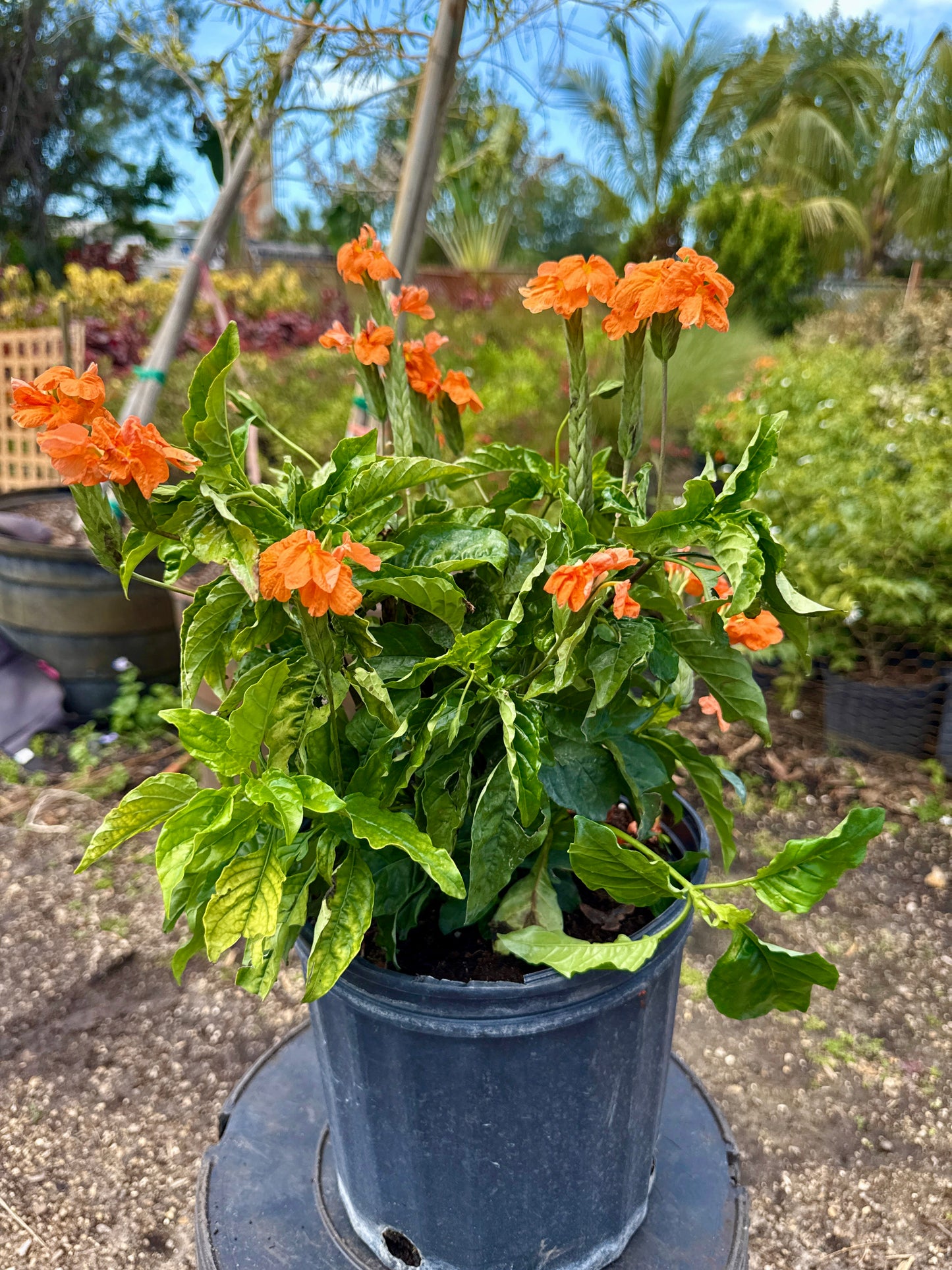 Crossandra