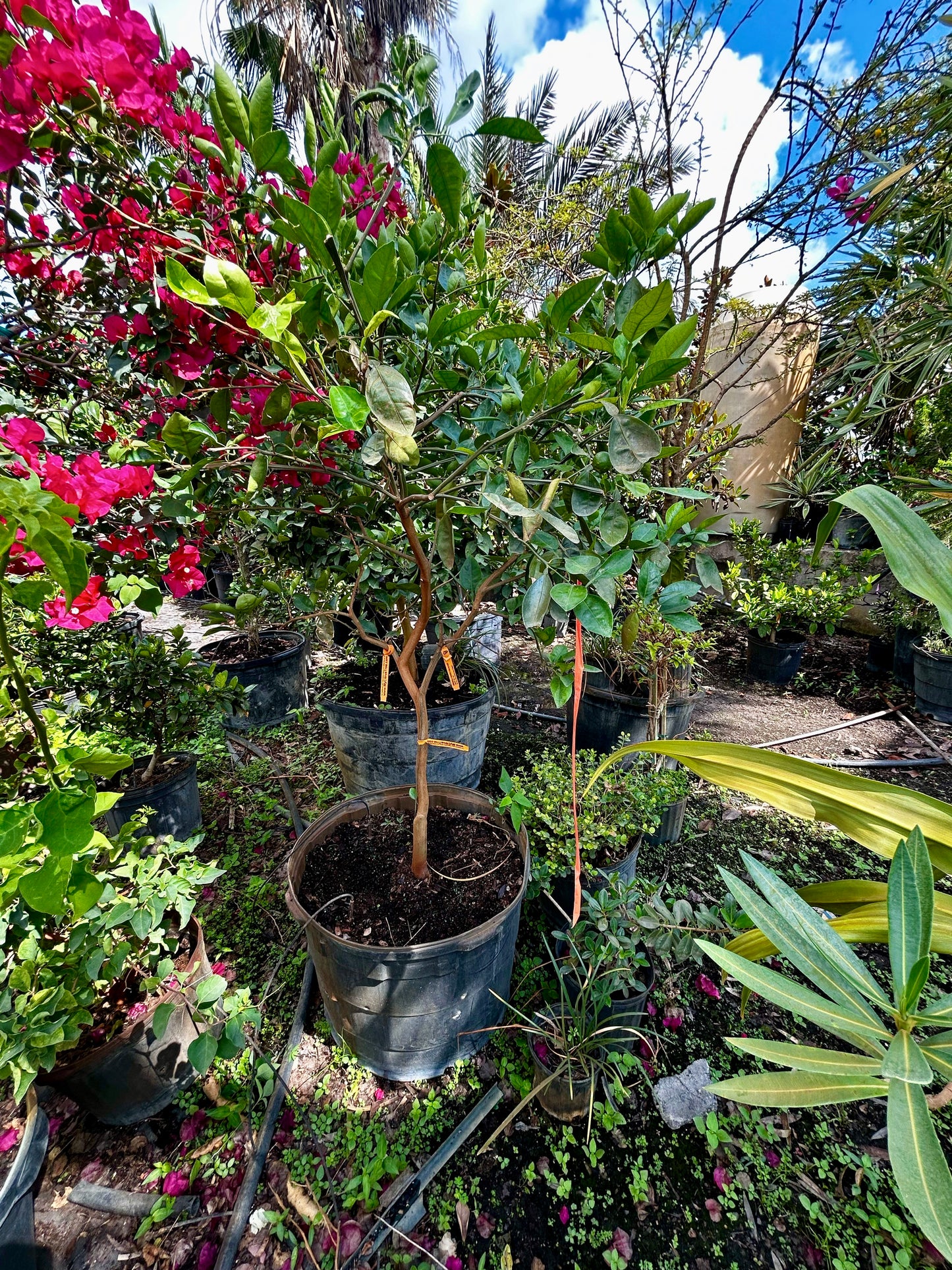Minneola Tangelo ‘Honeybell’