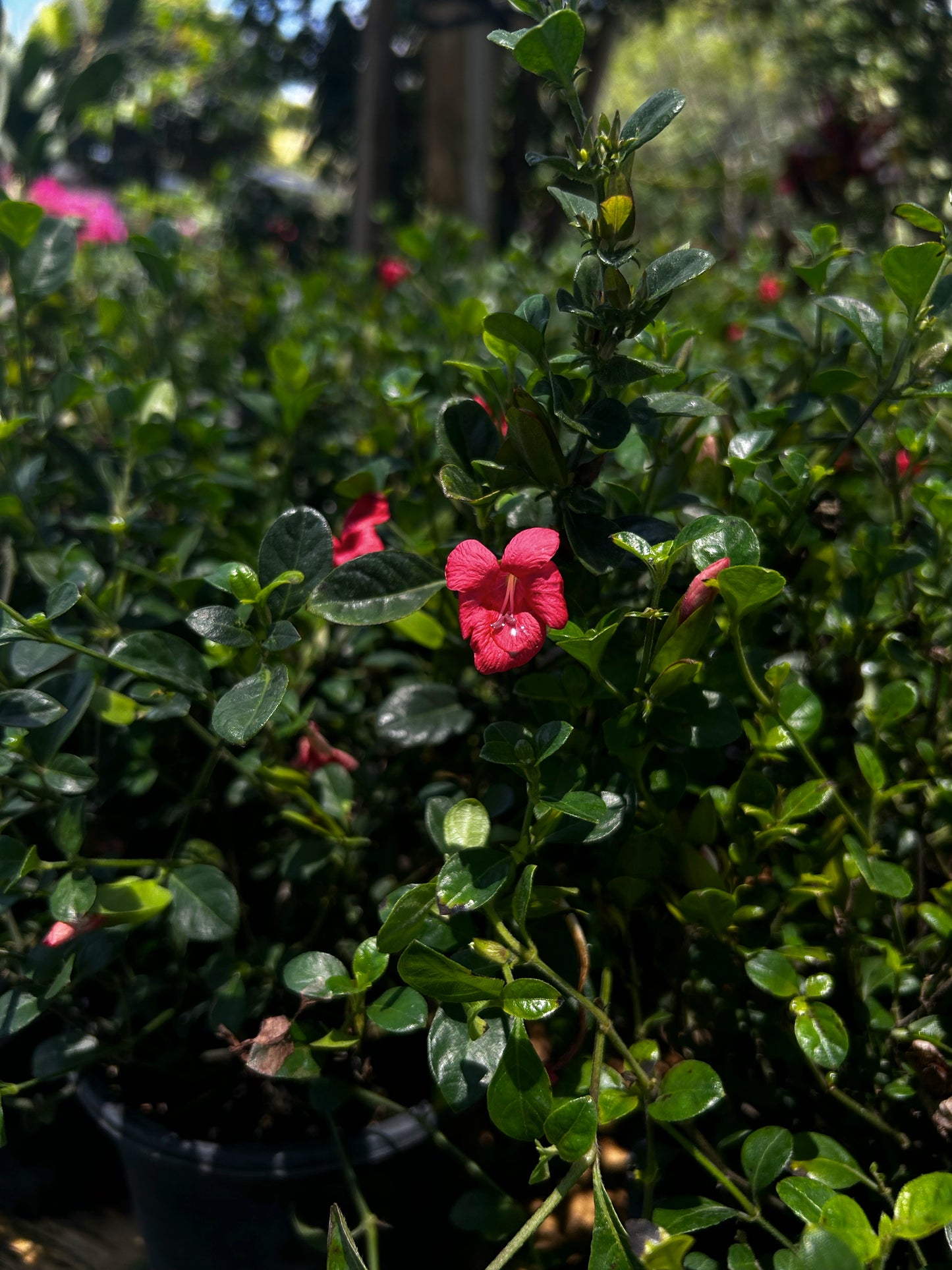 Coral Creeper