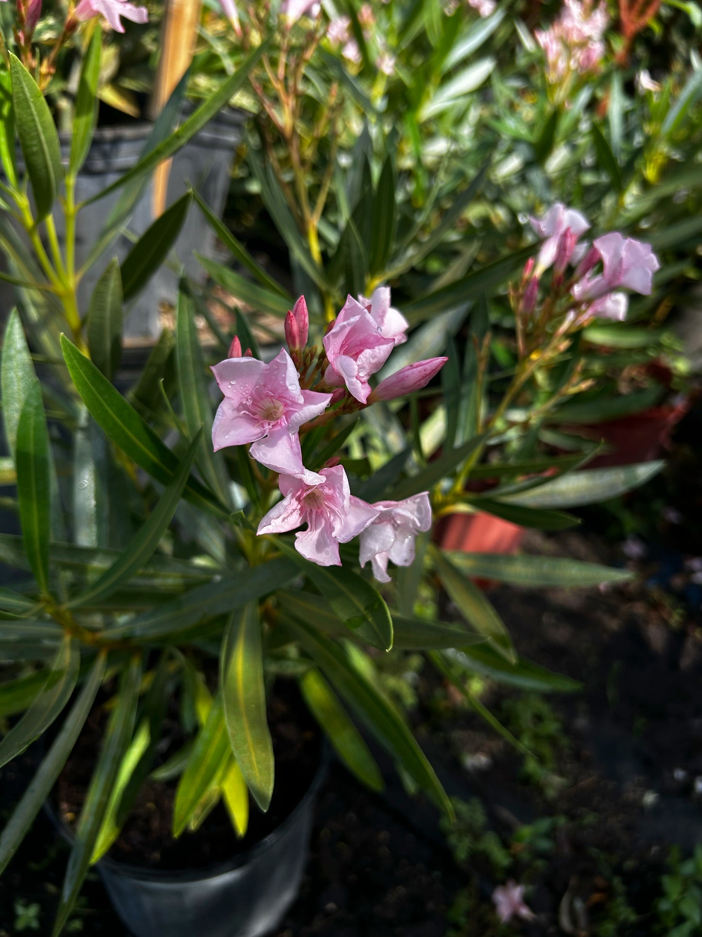 Oleander