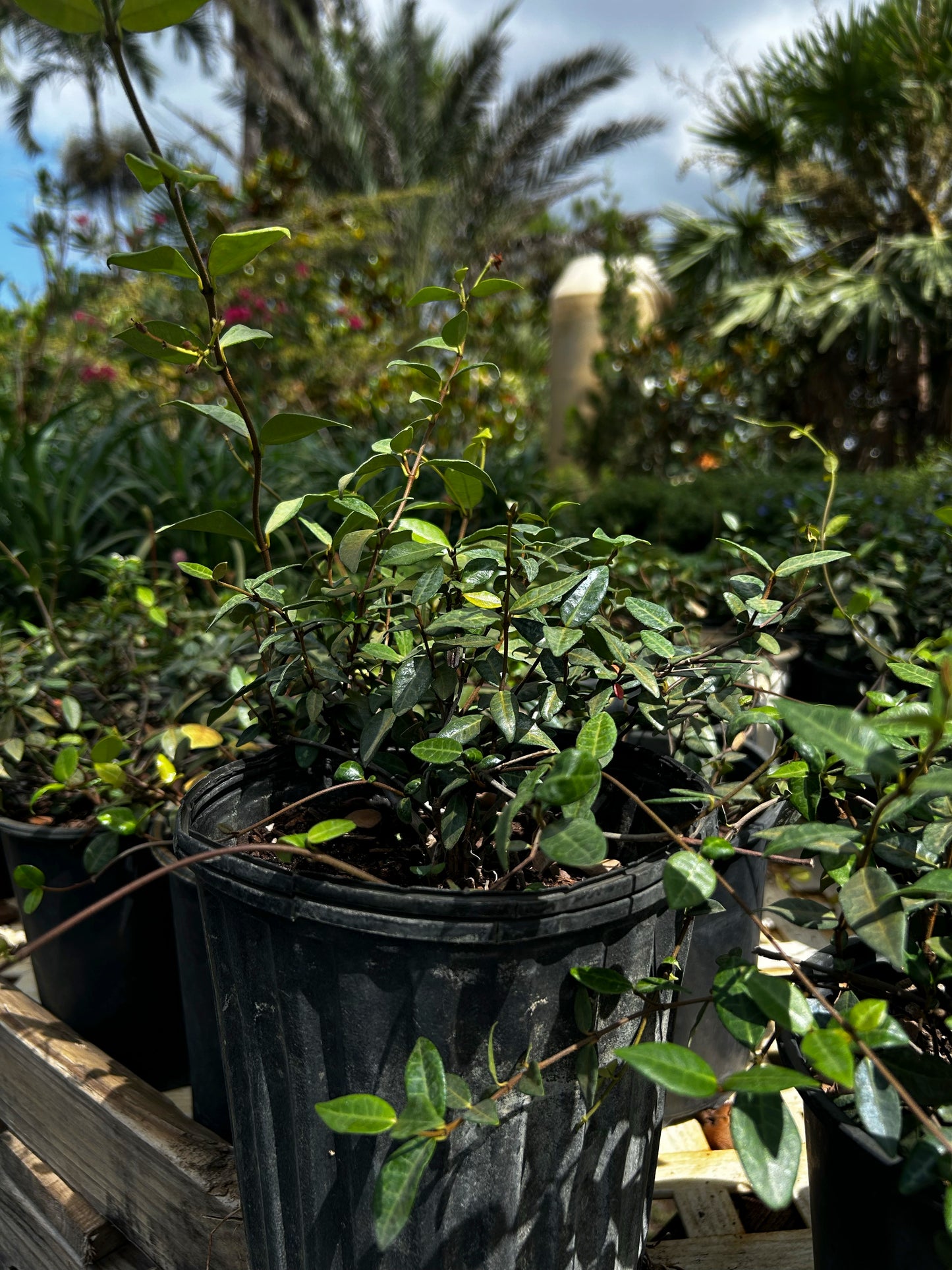 Asiatic Jasmine