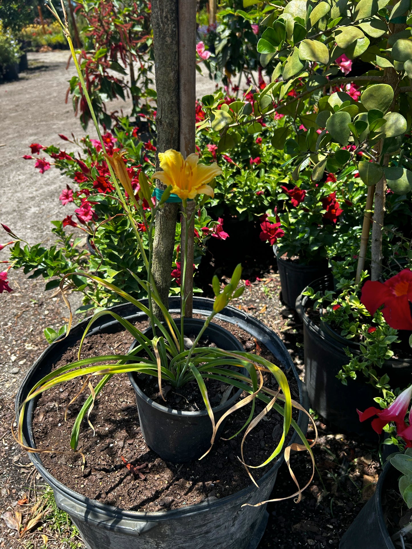 Yellow Daylilly