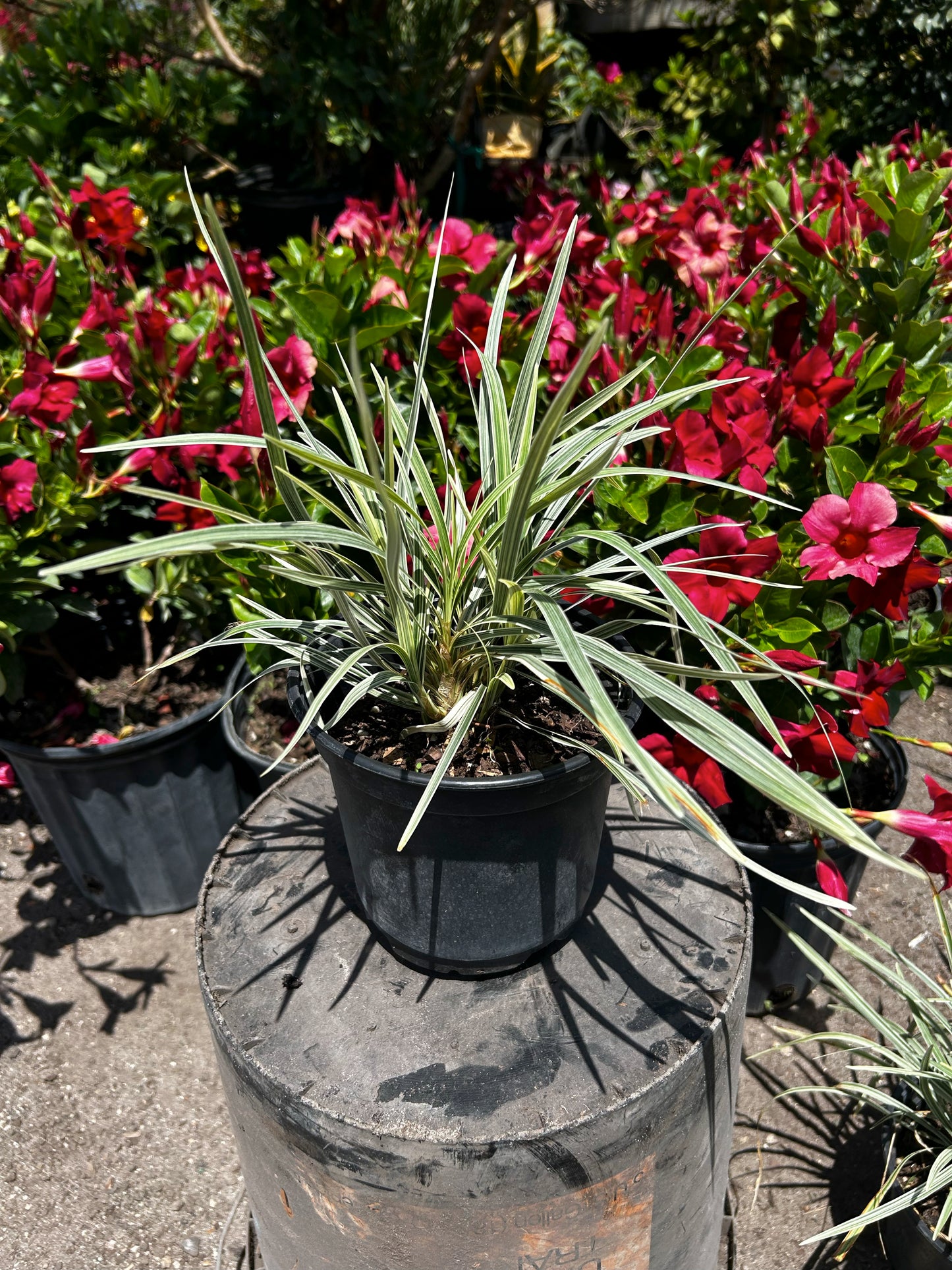 Aztec Grass
