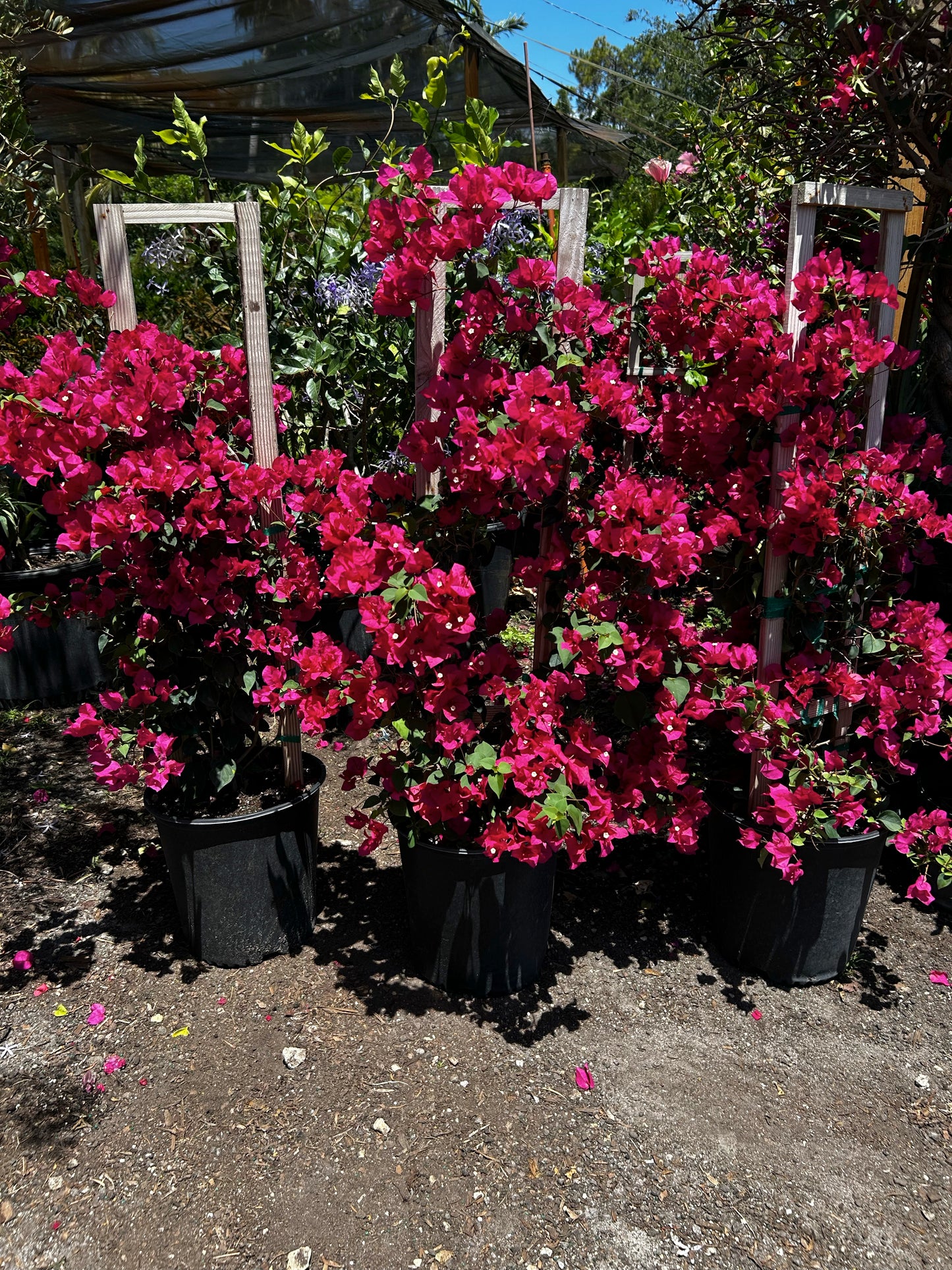 Bougainvillea Trellis