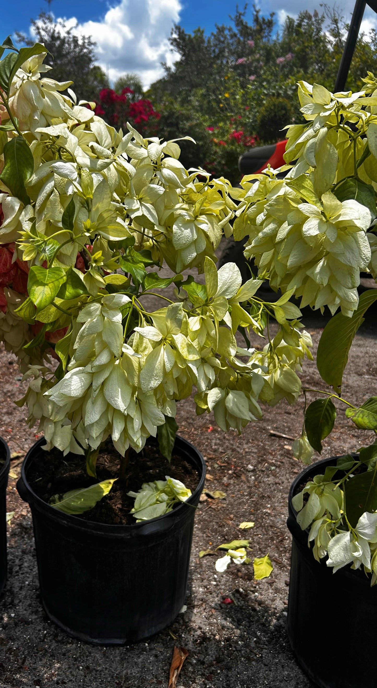 Mussaenda Philippica