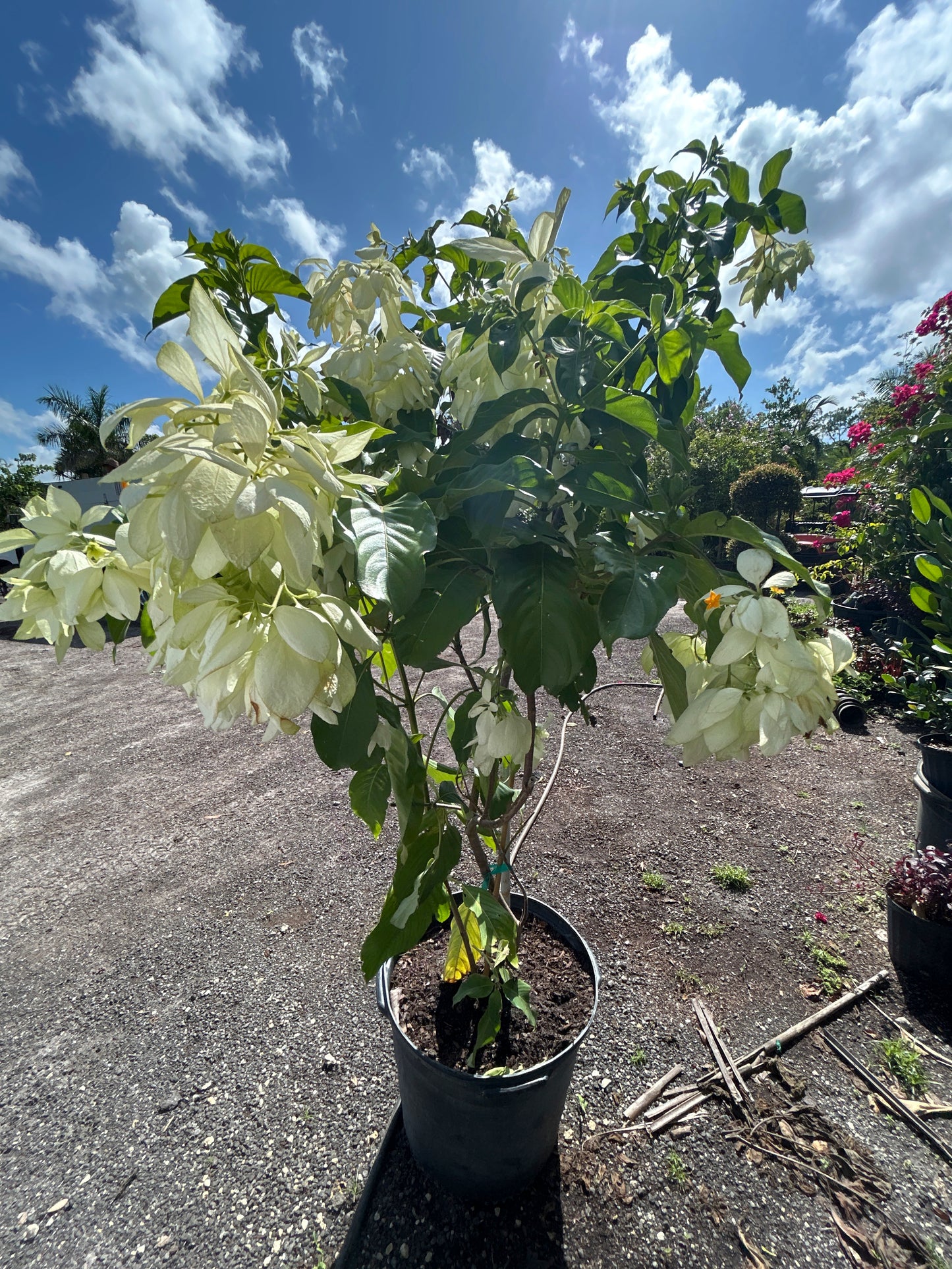 Mussaenda Philippica