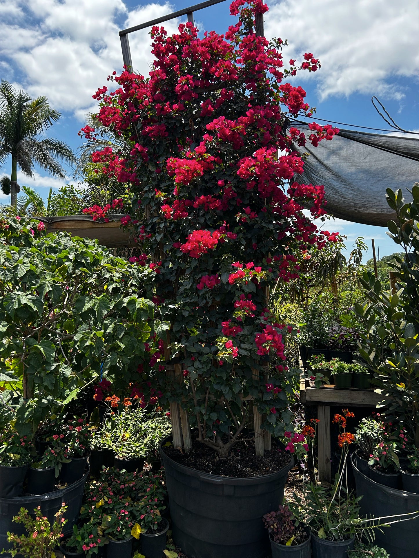 Bougainvillea Trellis