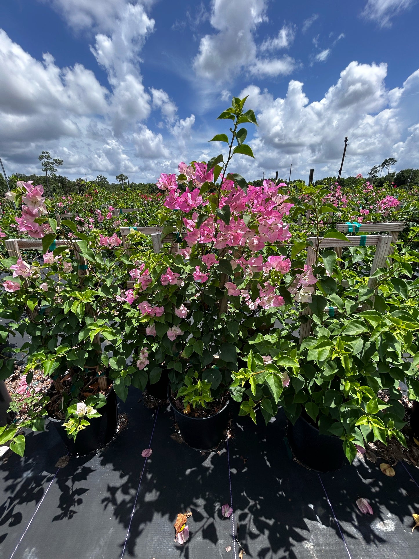 Bougainvillea Trellis