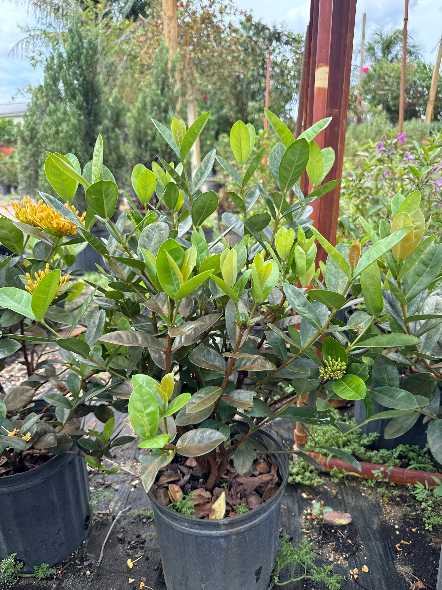 Ixora Maui