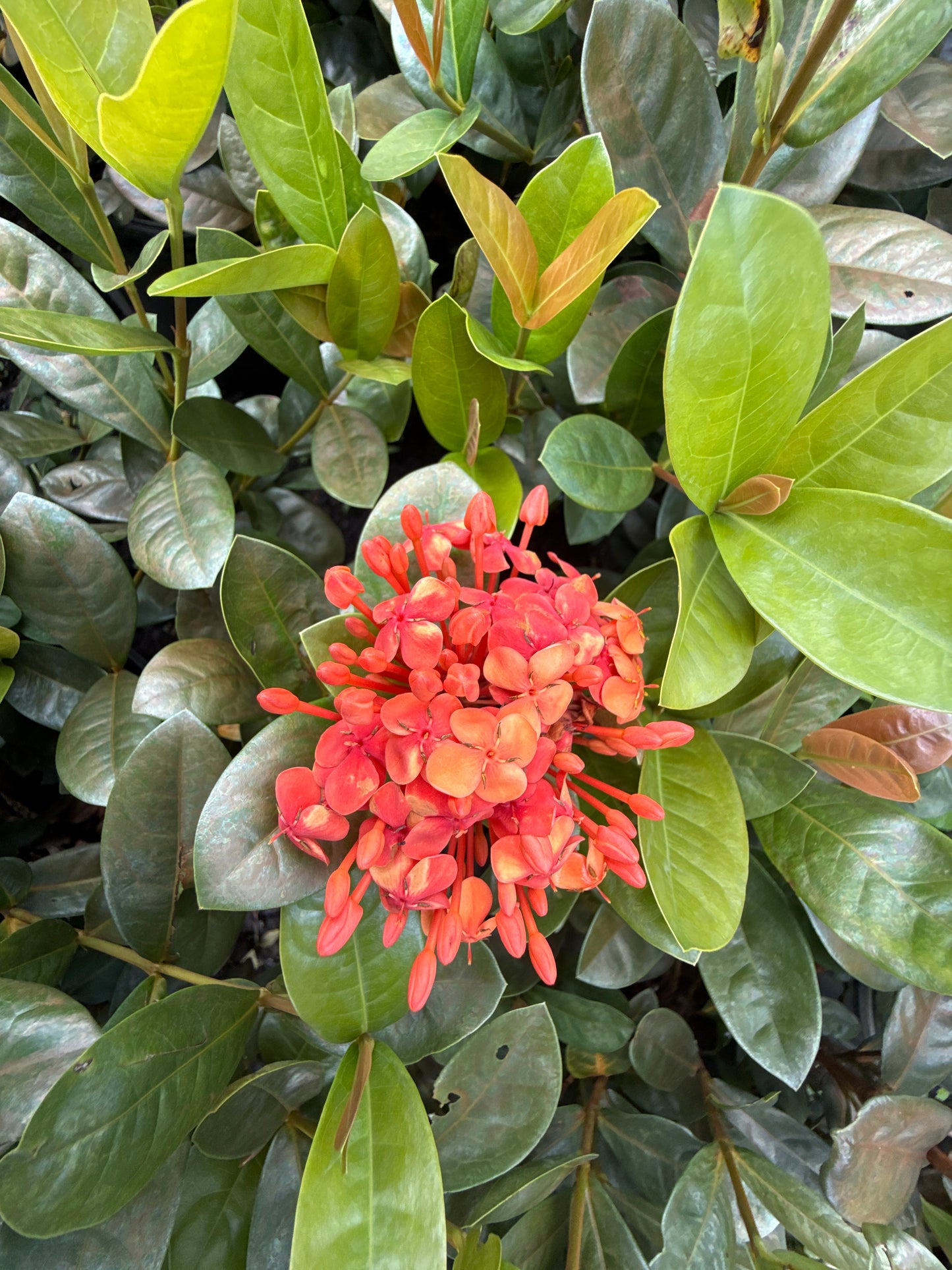 Ixora Maui