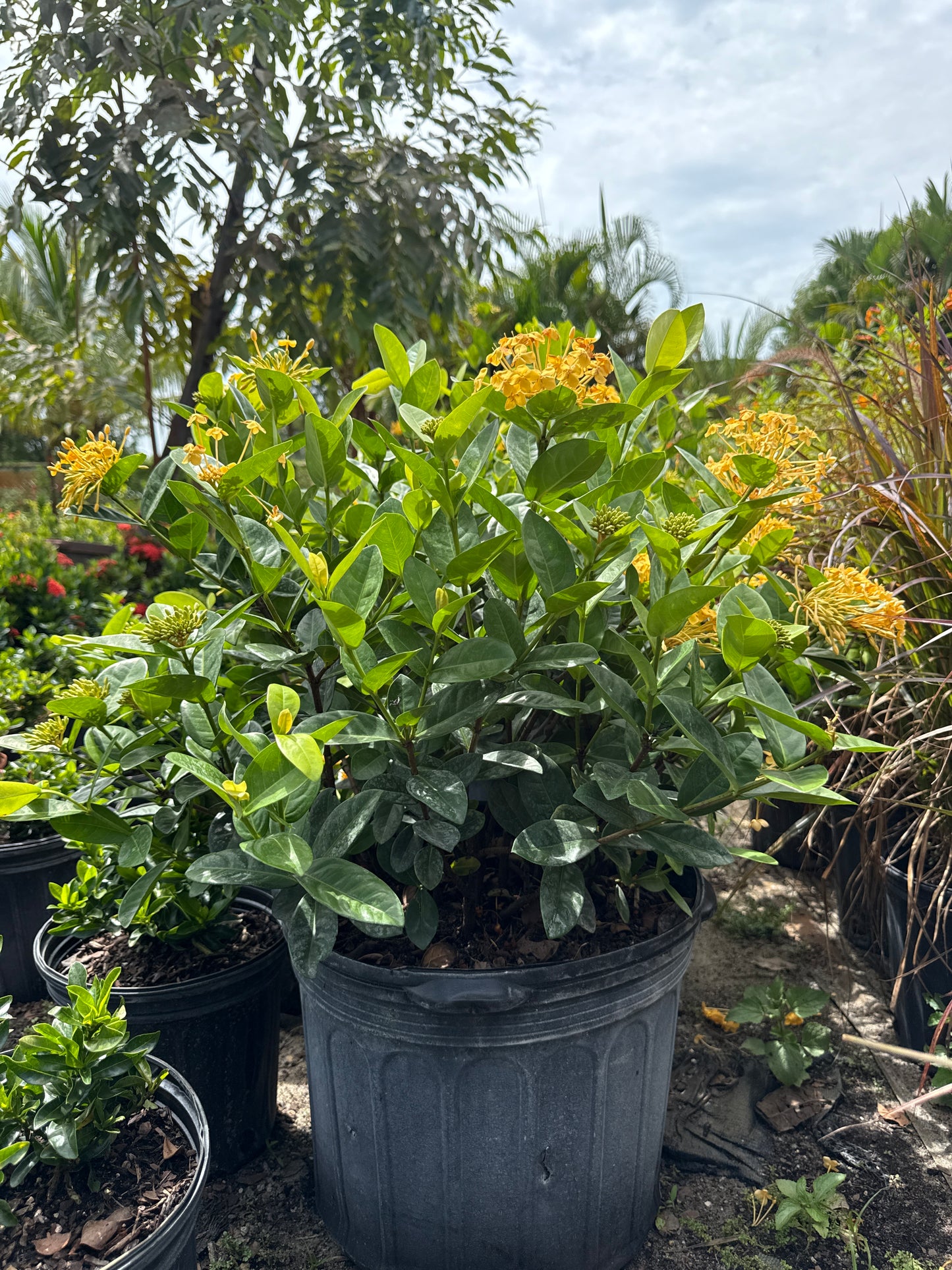 Ixora Maui