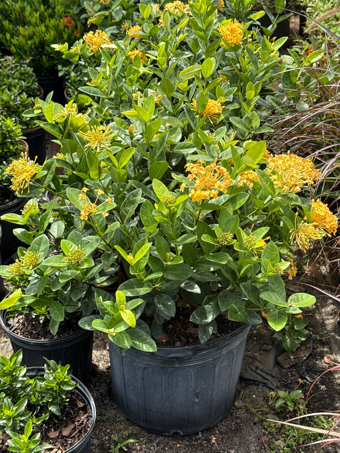 Ixora Maui