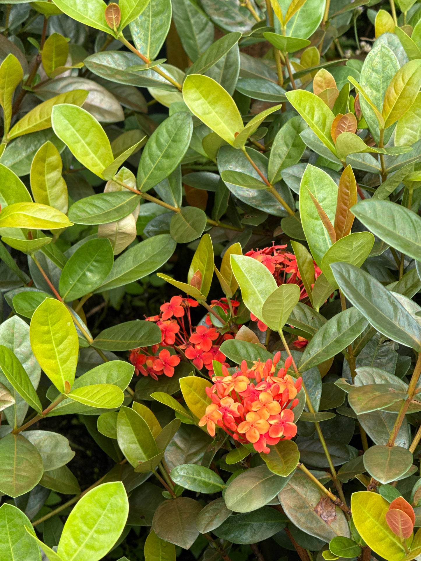 Ixora Maui