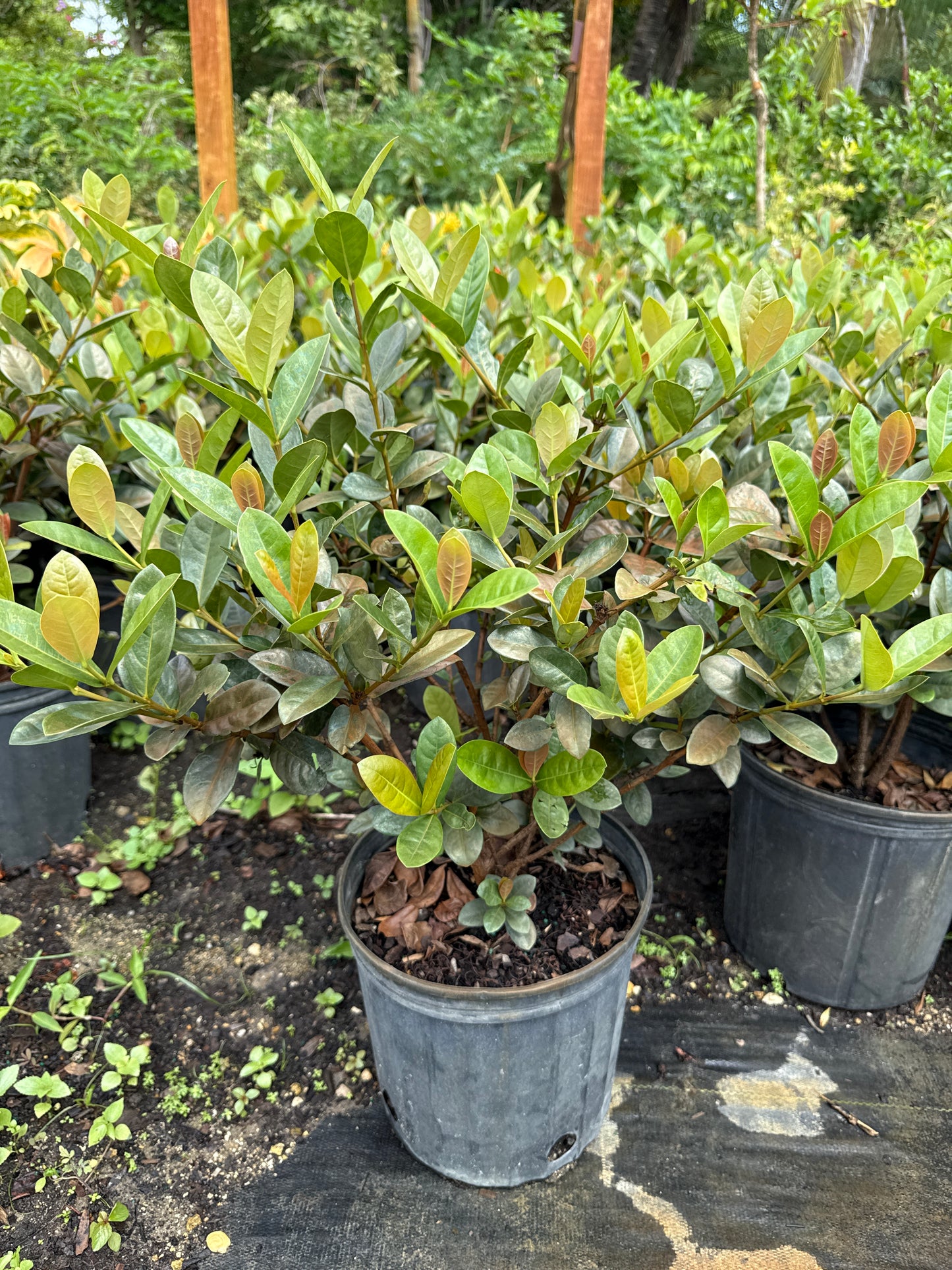 Ixora Maui