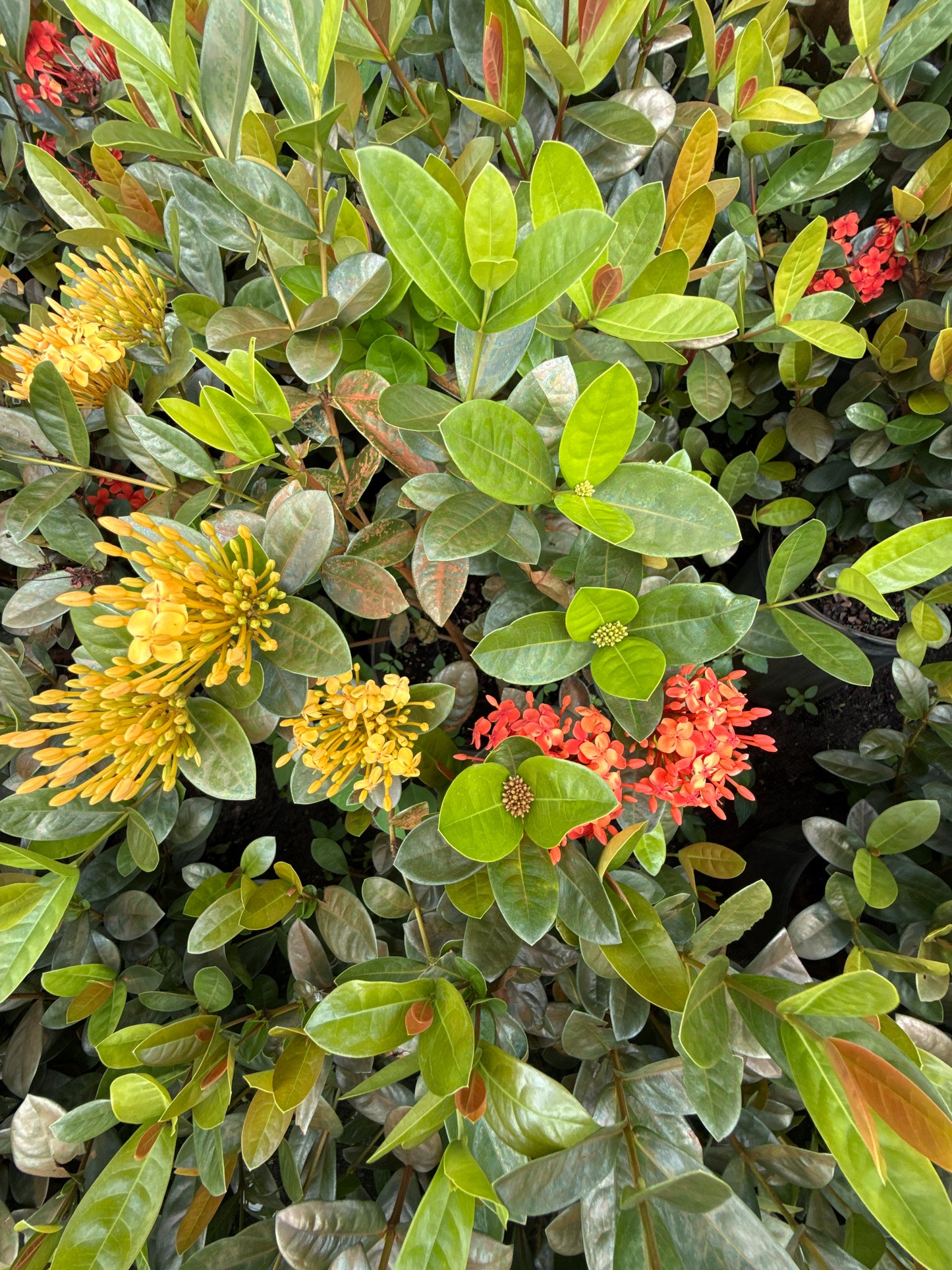 Ixora Maui