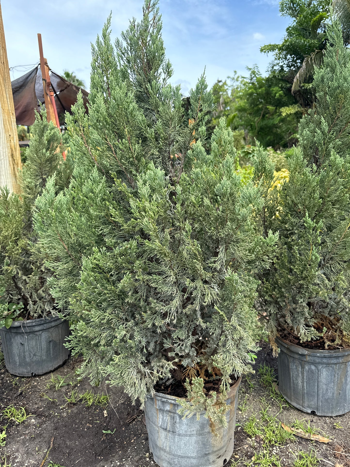 Juniper Pine