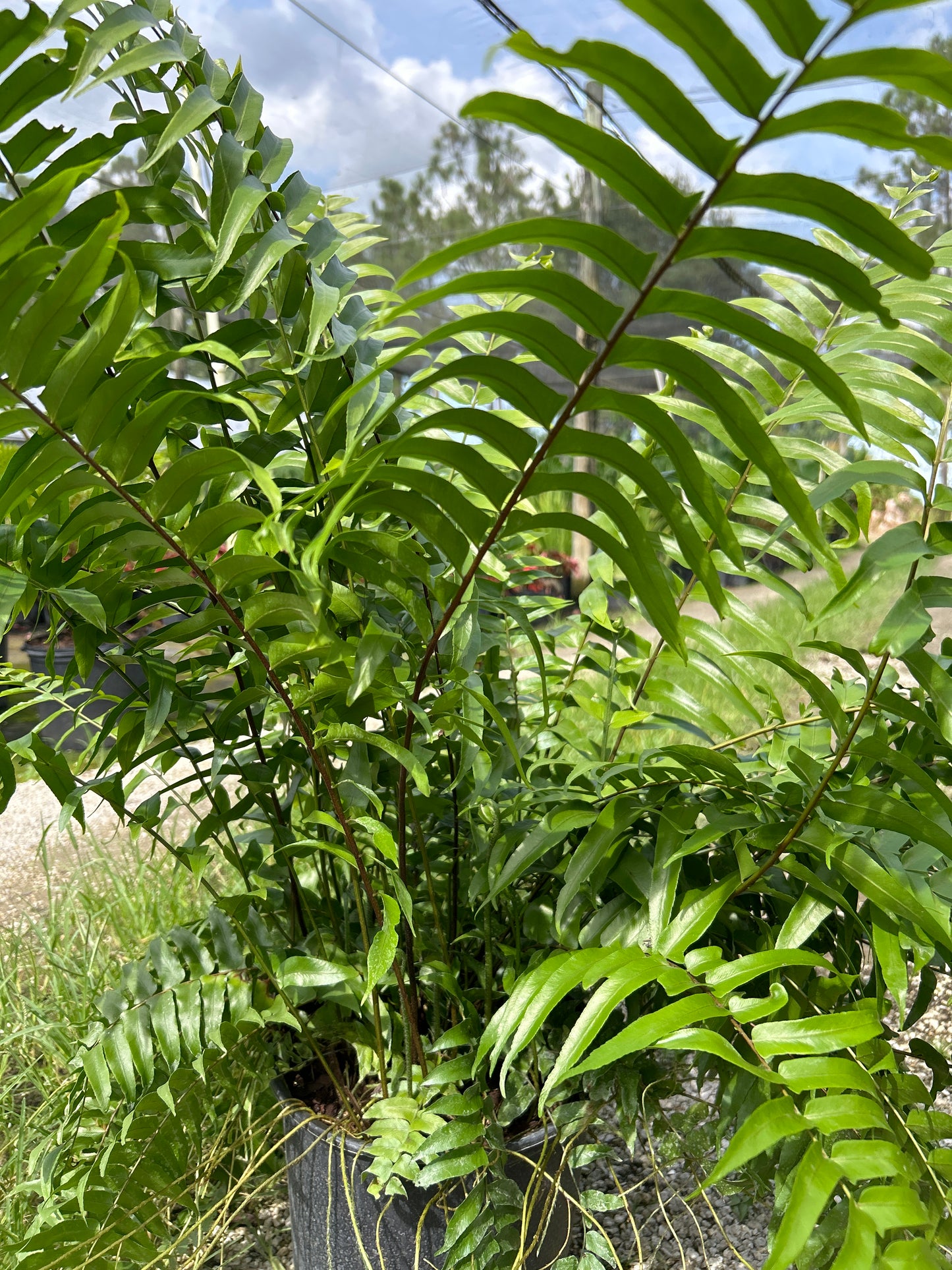 Macho Fern