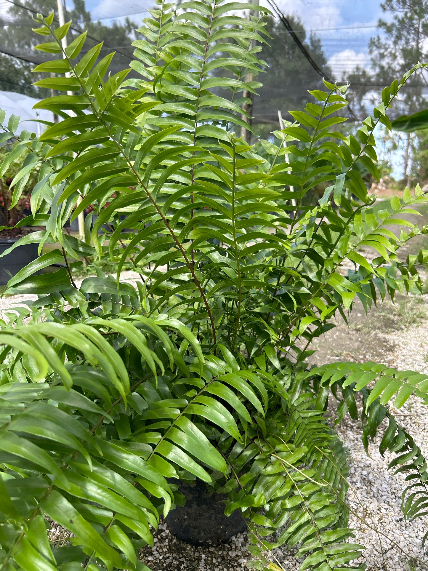 Macho Fern