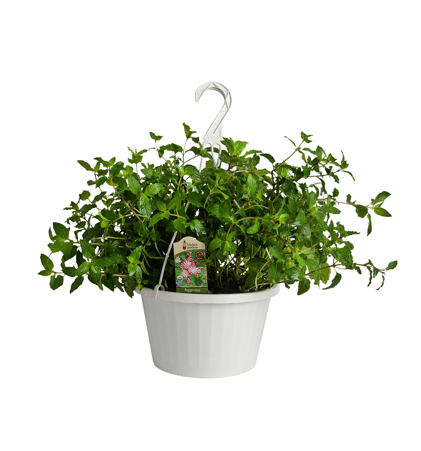 Herbs Basket/ Garden