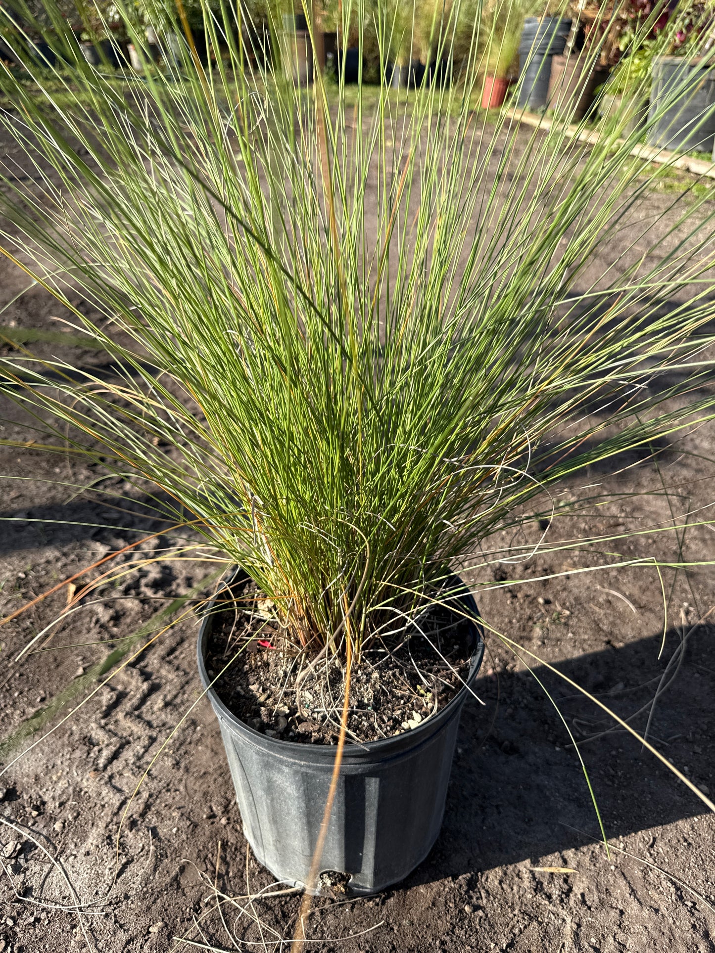Muhly Grass