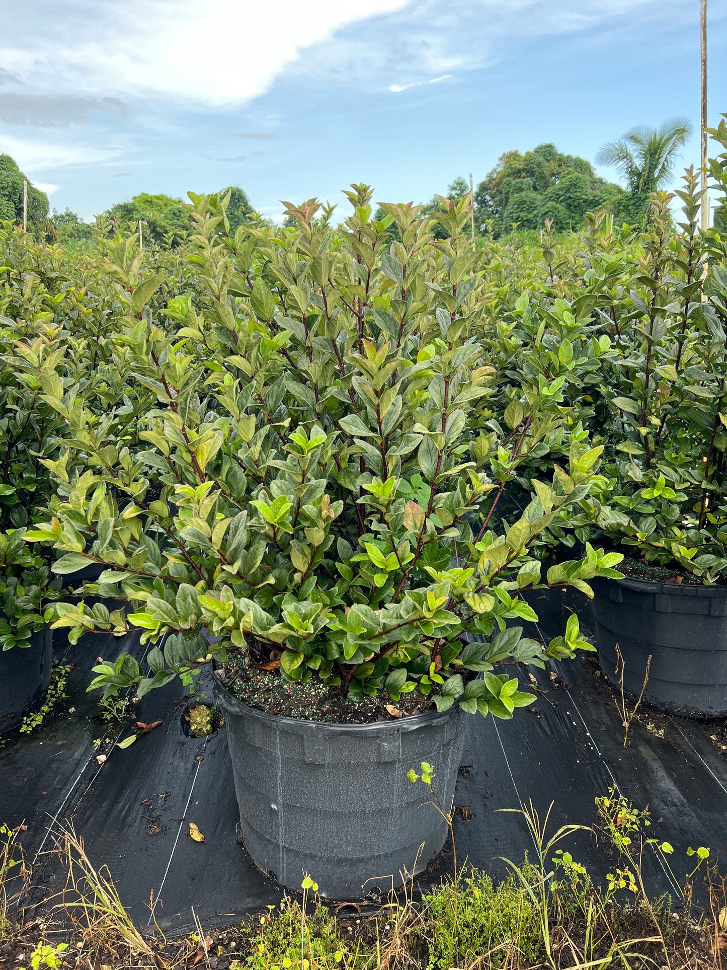 viburnum suspensum