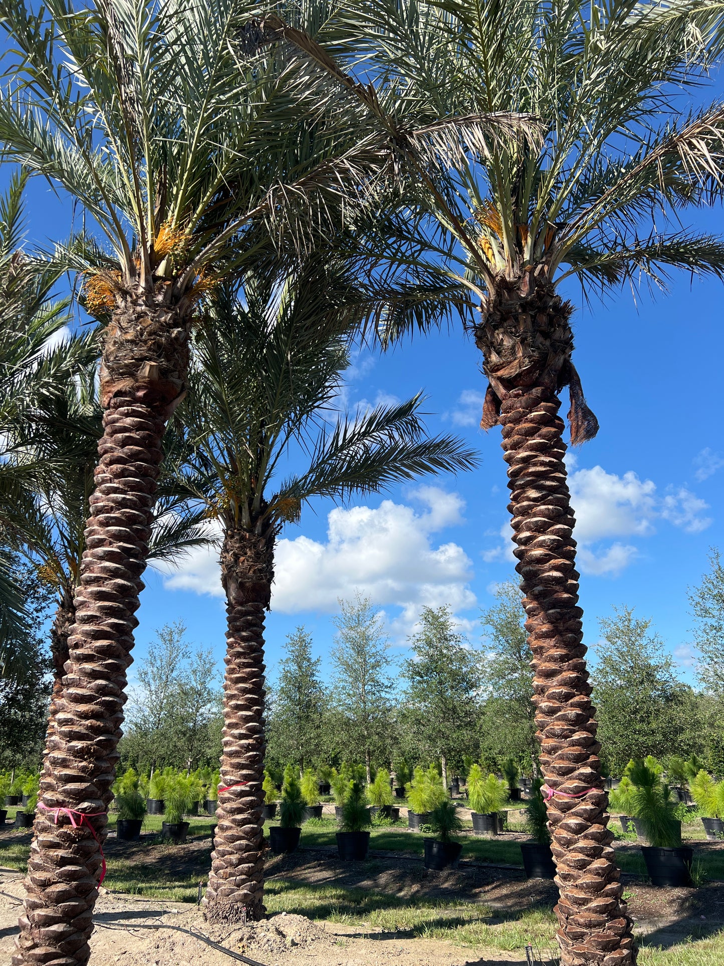 Medjool palm