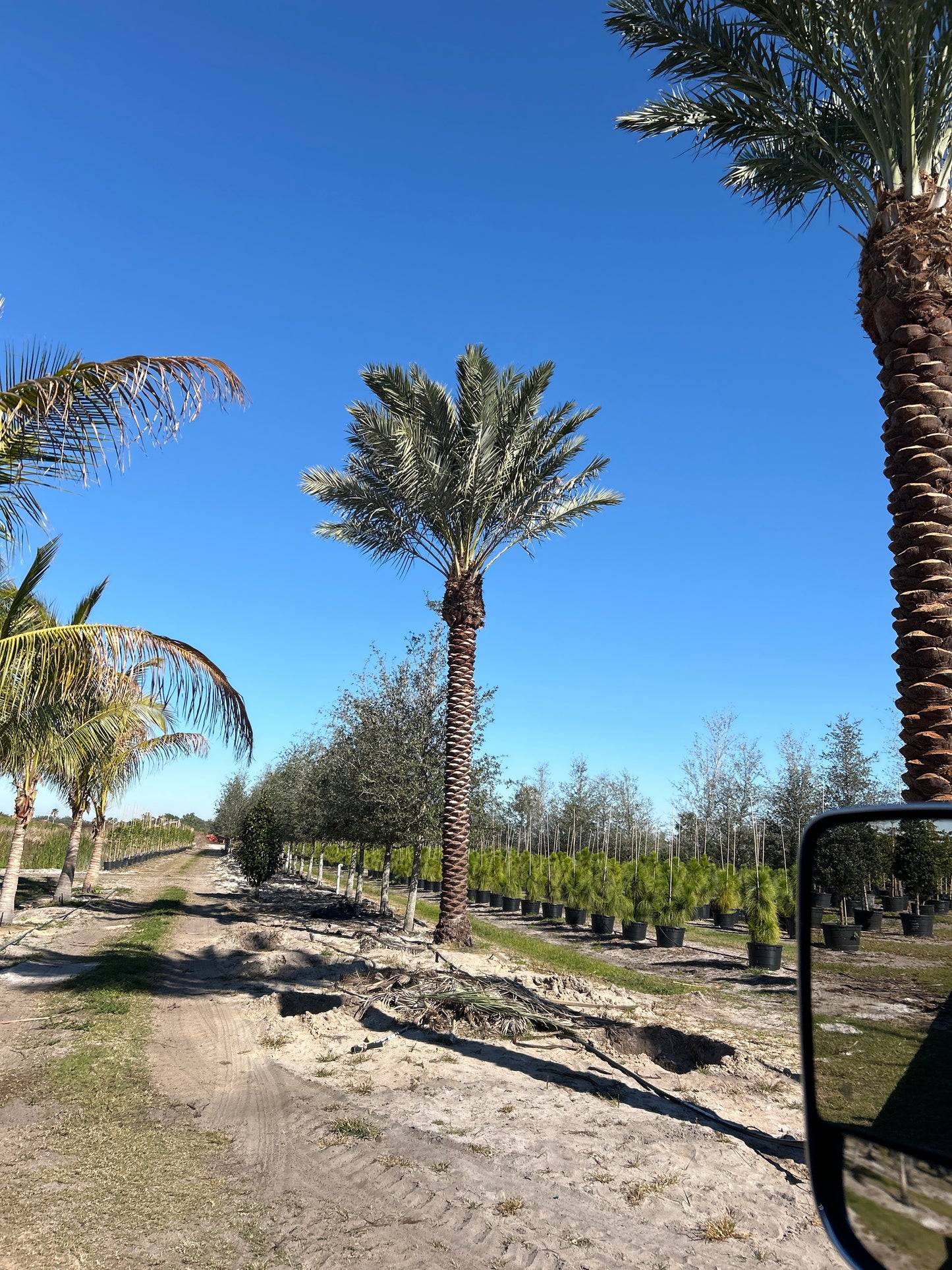Medjool palm