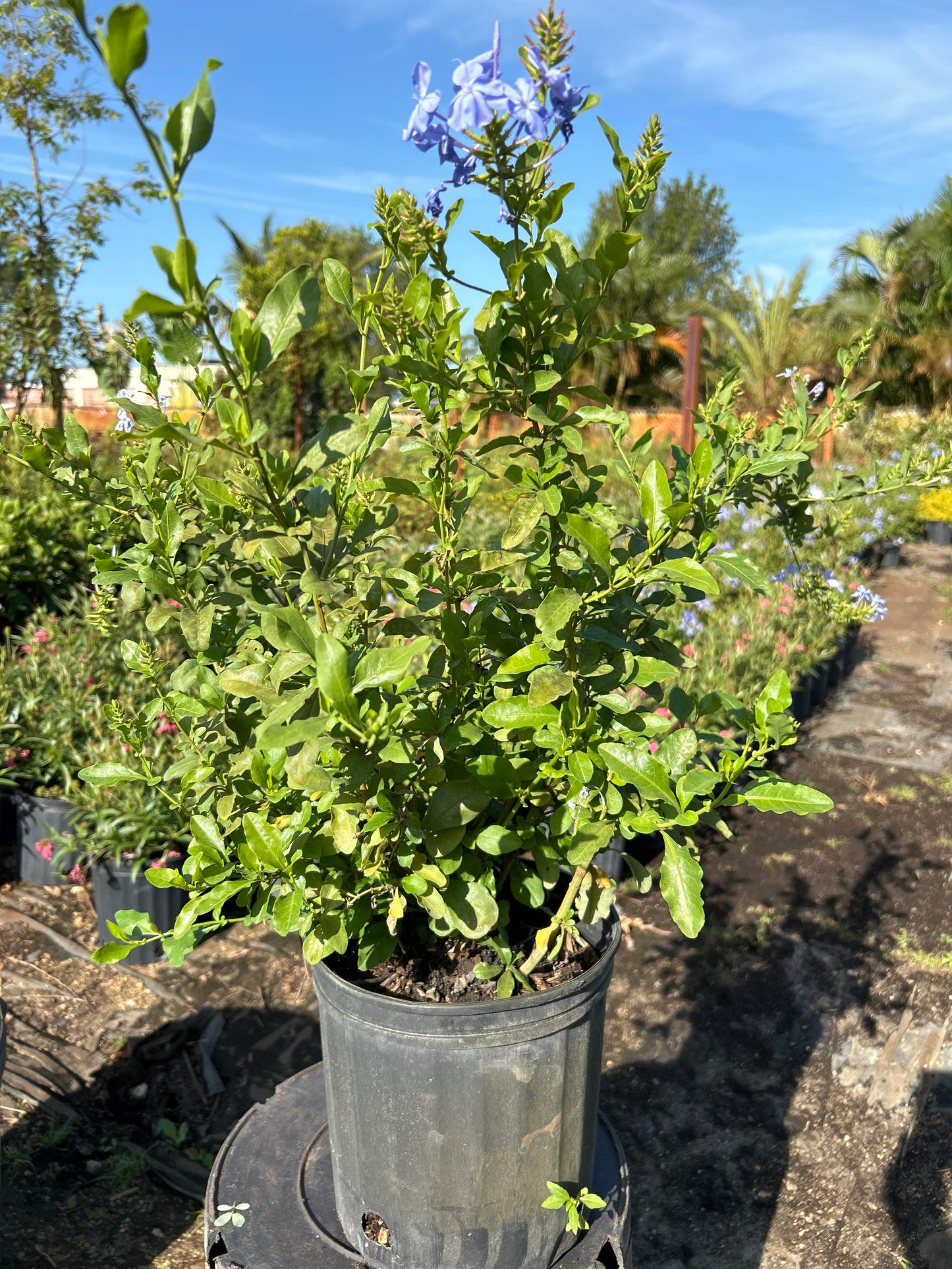 Plumbago Blue