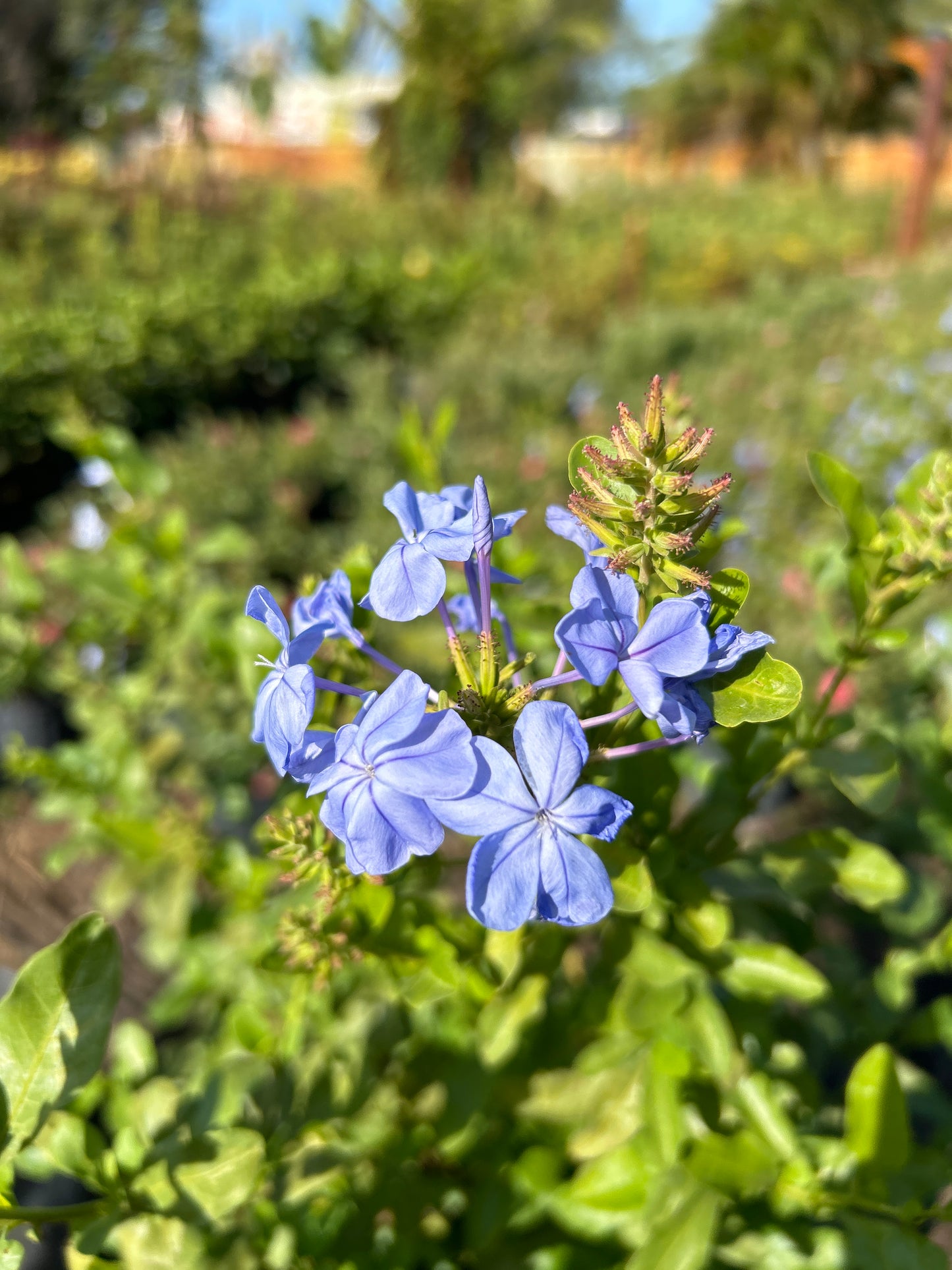 Plumbago Blue