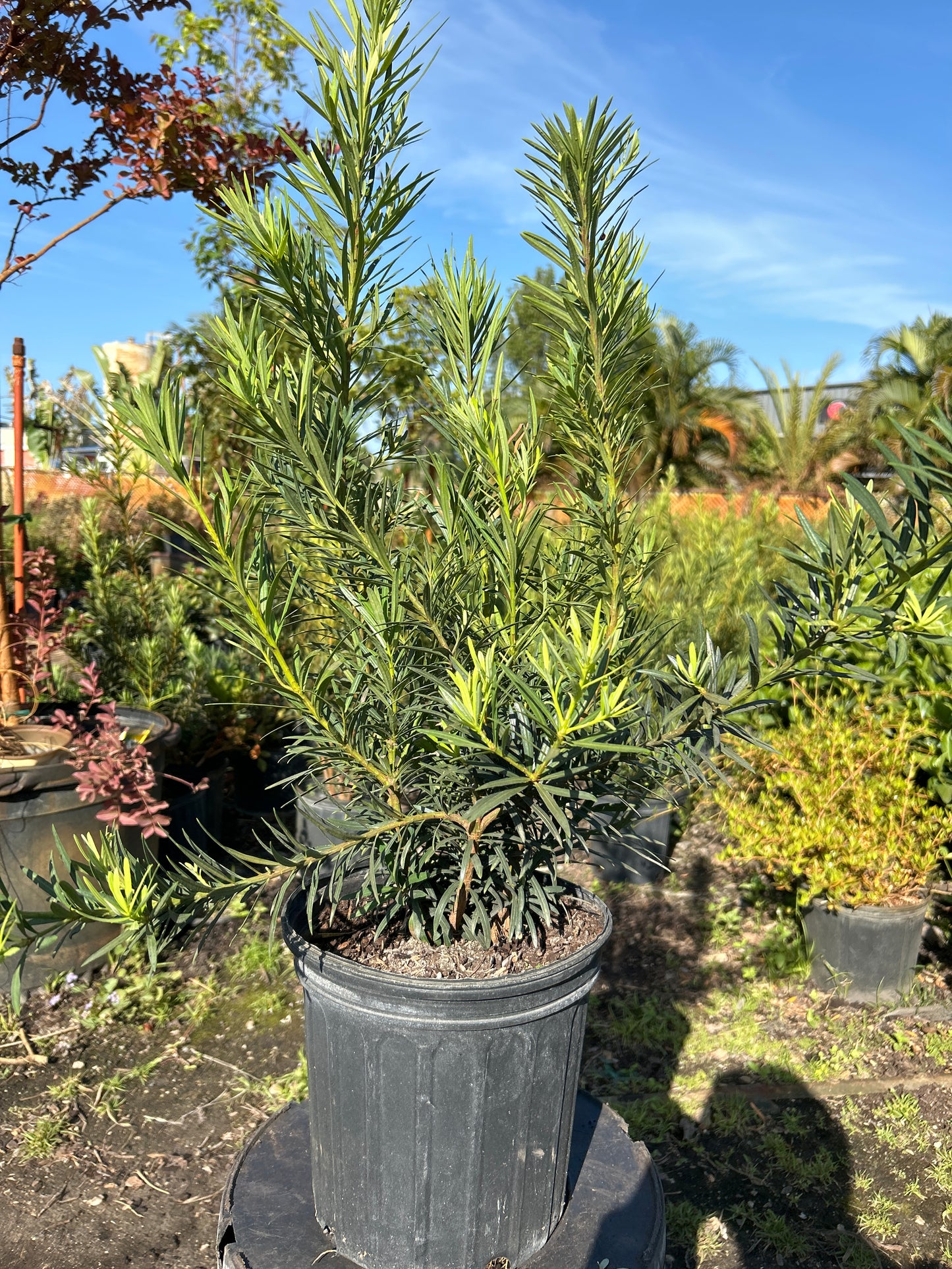 Podocarpus