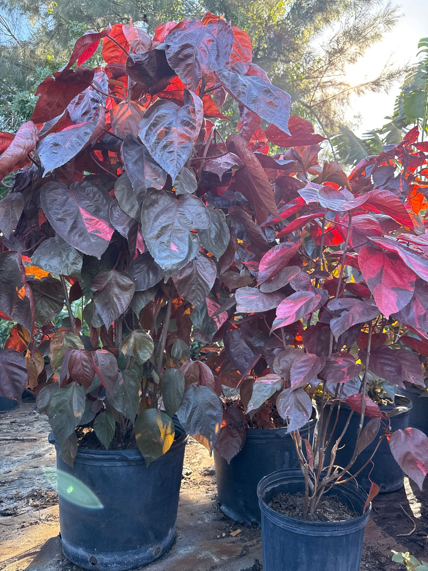 Copper Leaf/Dragon Leaf